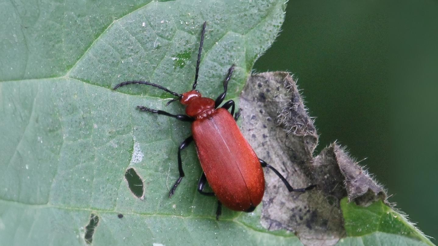 24-June Midsummer Beetles & London Lore Section Image