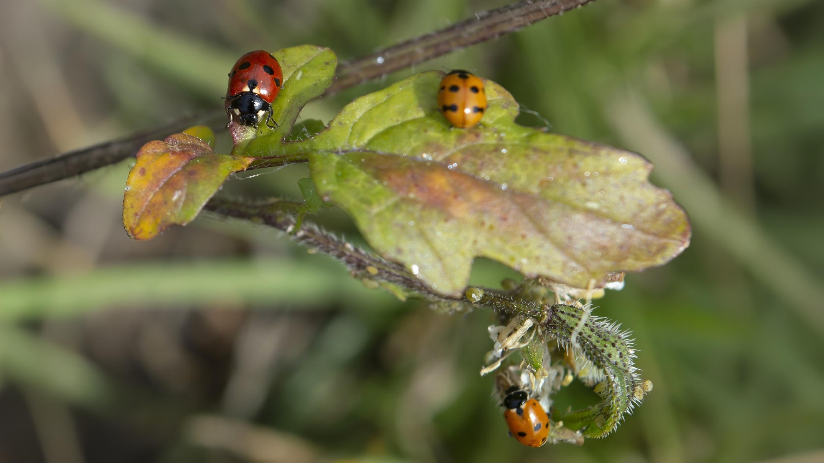 24-June Midsummer Beetles & London Lore Section Image