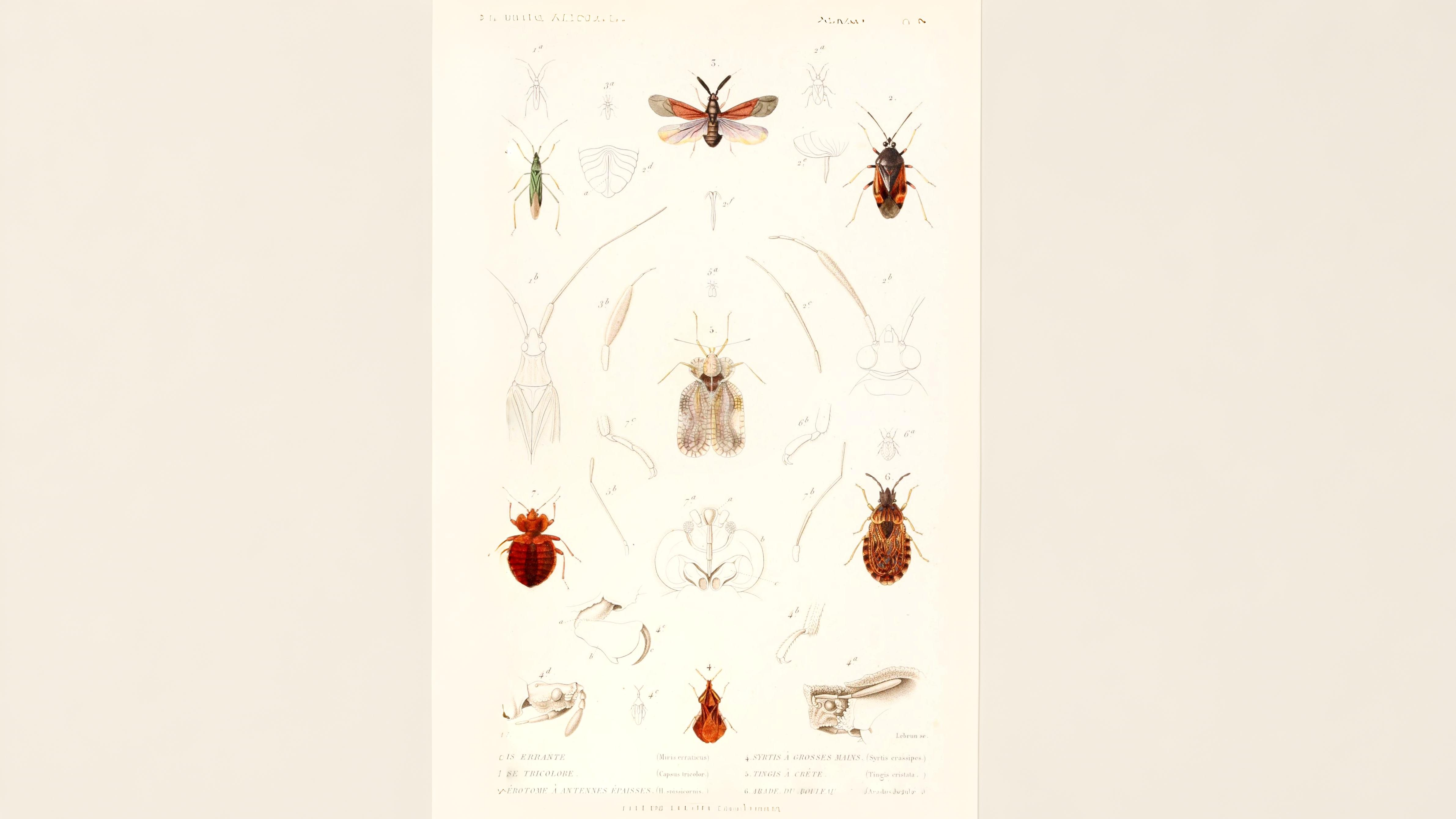 25-June London’s True Bugs: Beauty & the Beak Section Image