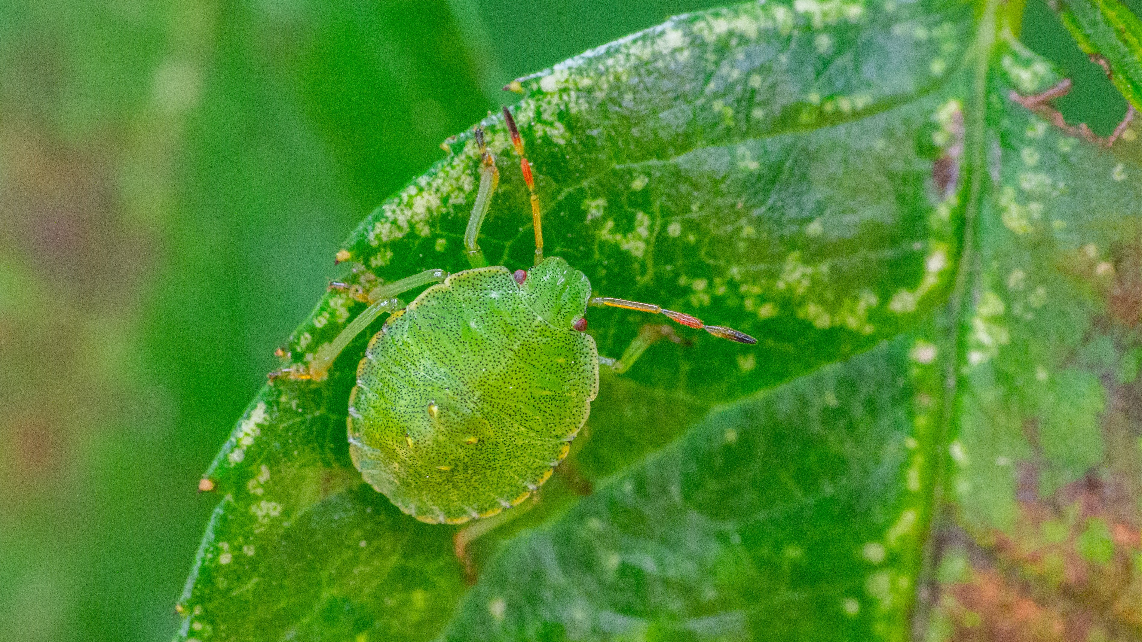 25-June London’s True Bugs: Beauty & the Beak Section Image