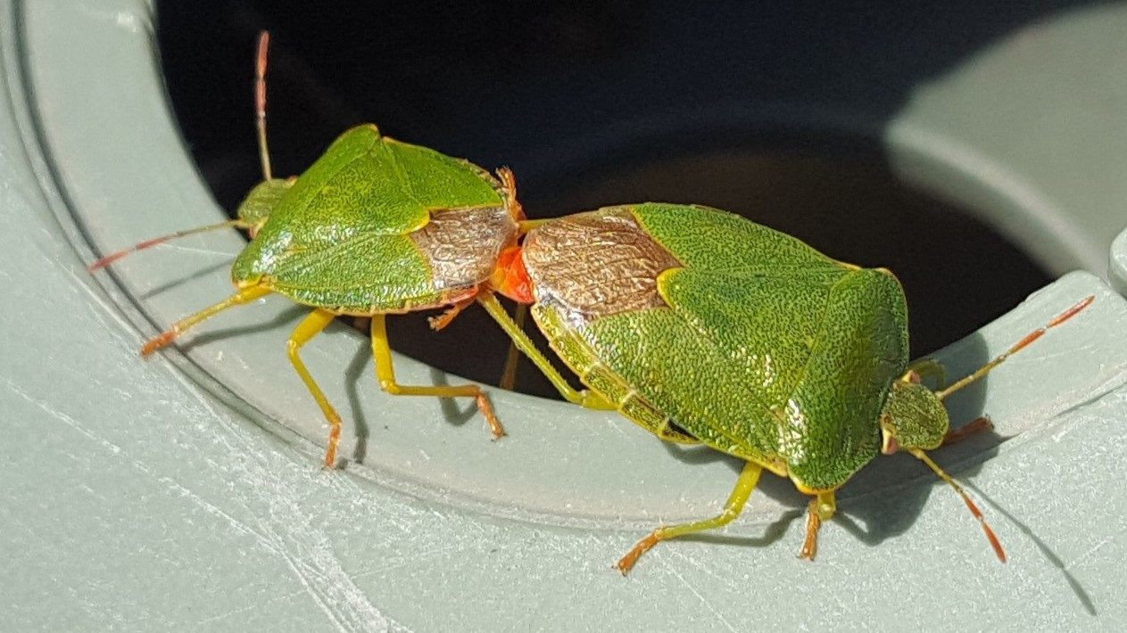 25-June London’s True Bugs: Beauty & the Beak Section Image