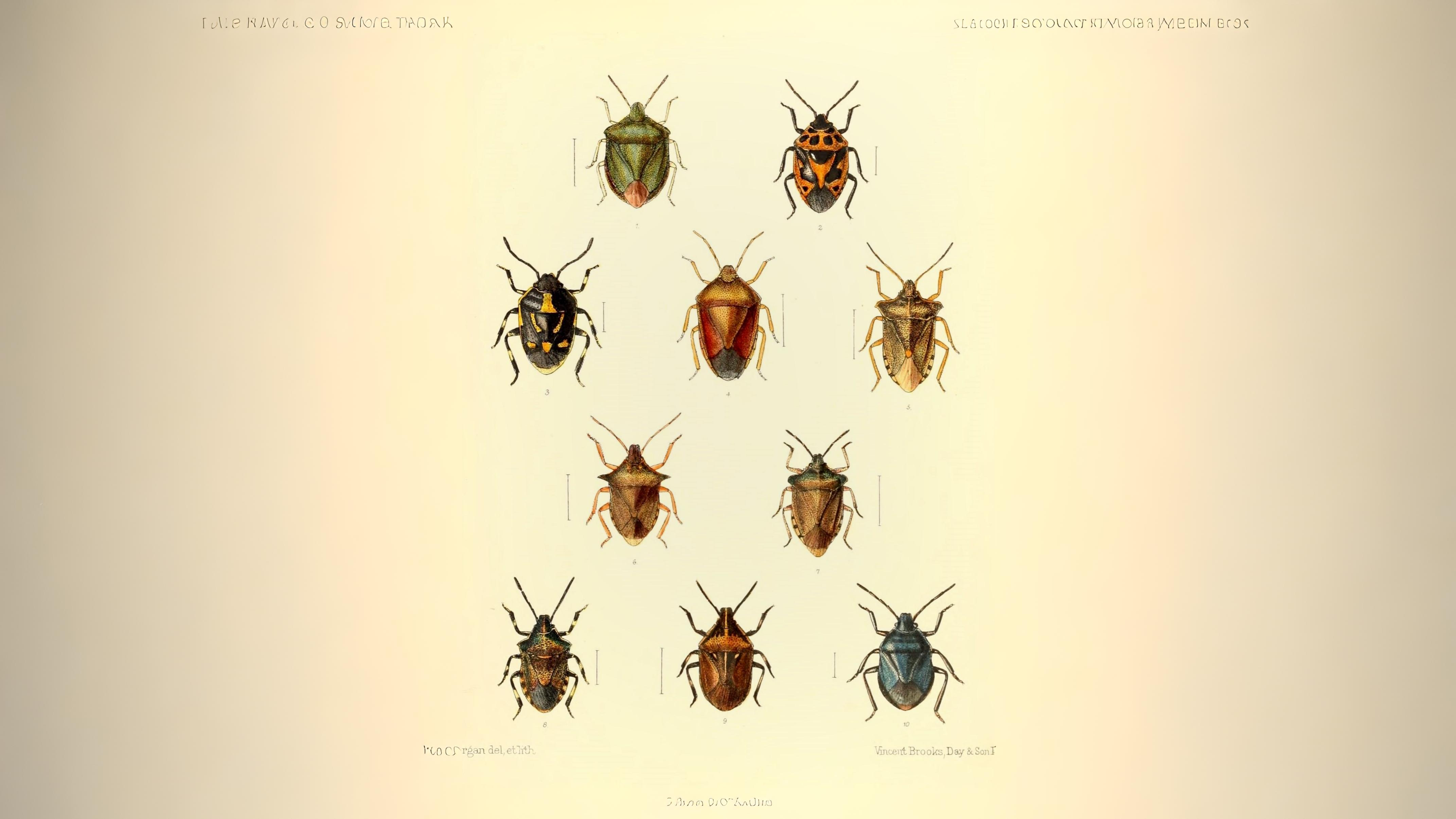 25-June London’s True Bugs: Beauty & the Beak Section Image