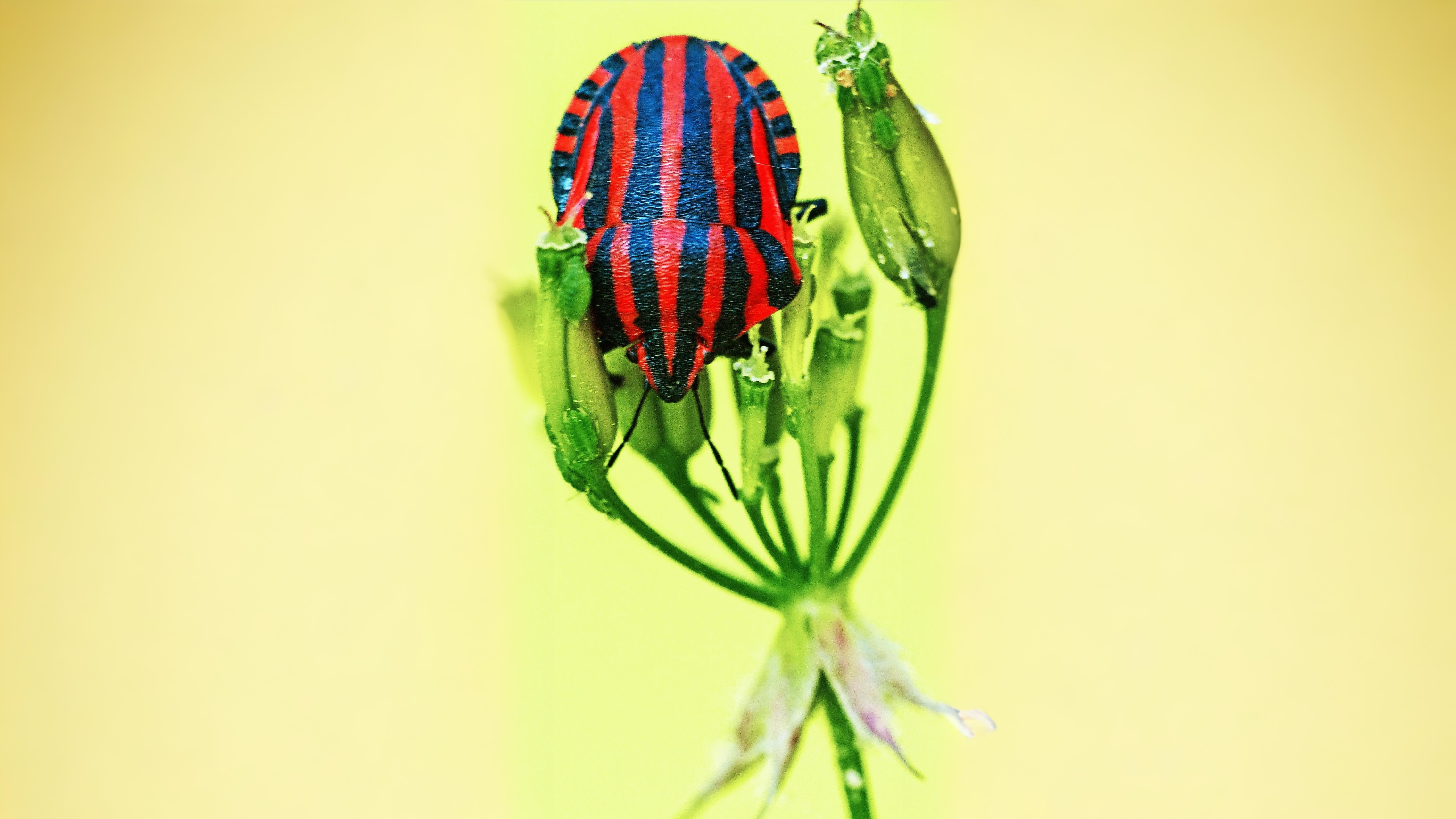 25-June London’s True Bugs: Beauty & the Beak Section Image