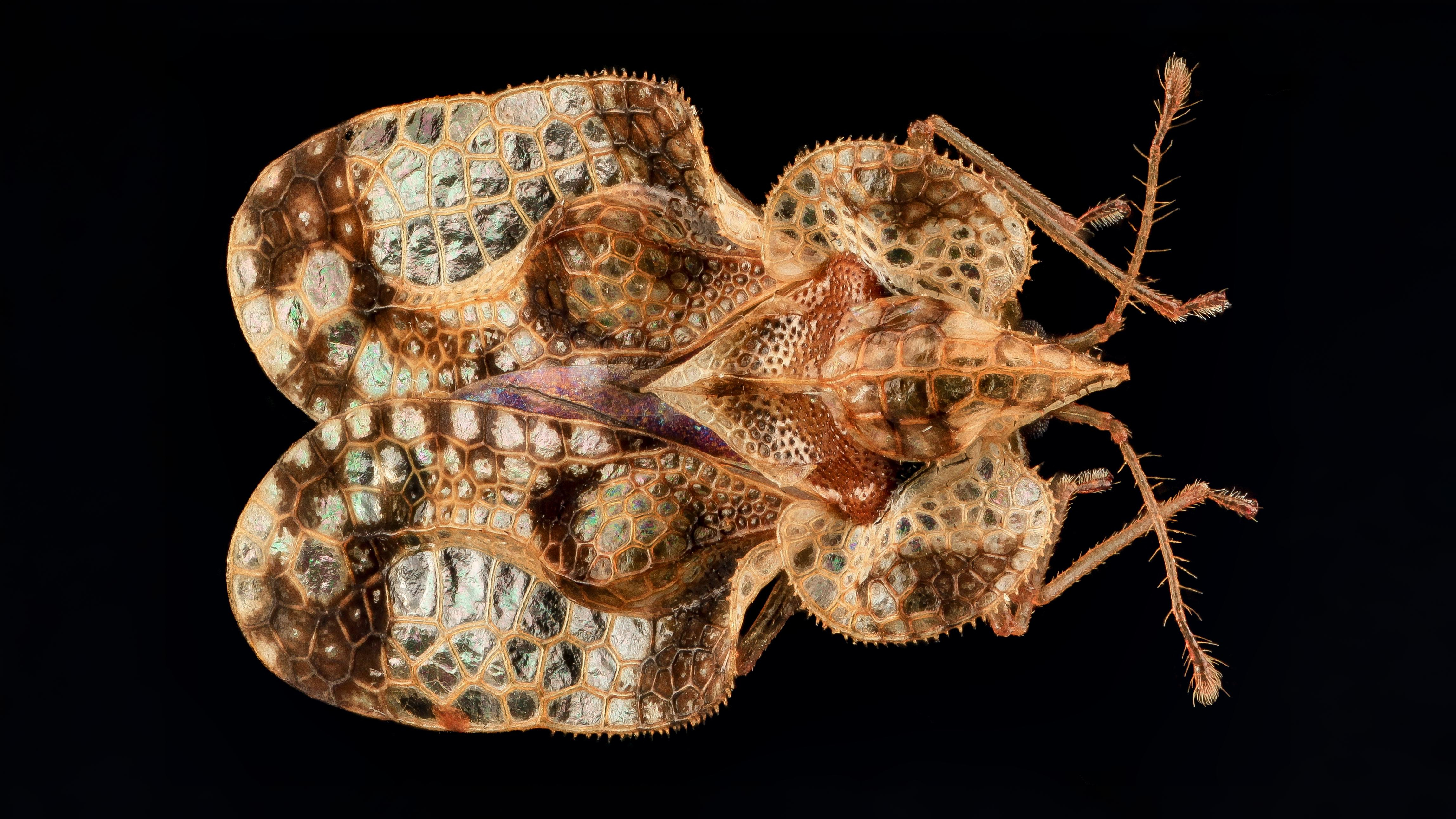 25-June London’s True Bugs: Beauty & the Beak Section Image