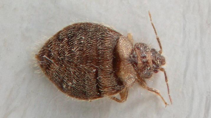 26-June London’s Bug Circus: Jumpers, Stilts & Vampires Section Image
