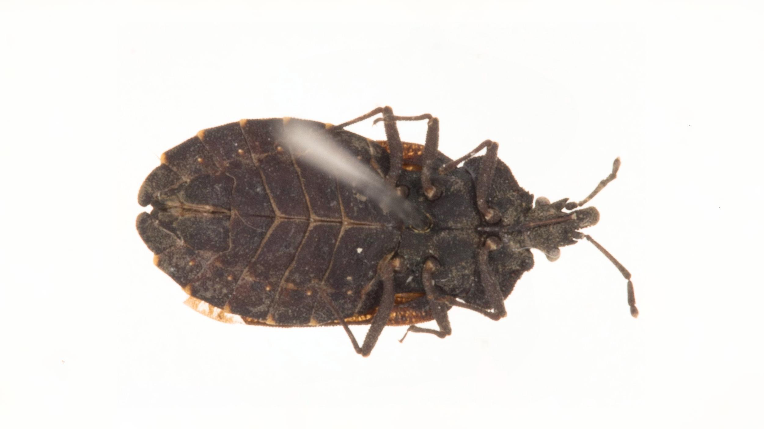 26-June London’s Bug Circus: Jumpers, Stilts & Vampires Section Image