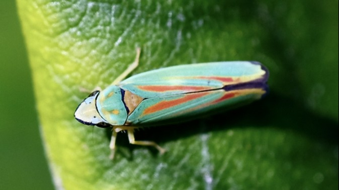 26-June London’s Bug Circus: Jumpers, Stilts & Vampires Section Image