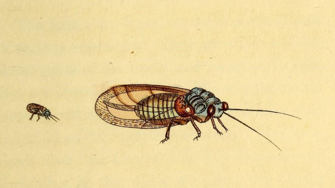 26-June London’s Bug Circus: Jumpers, Stilts & Vampires Section Image