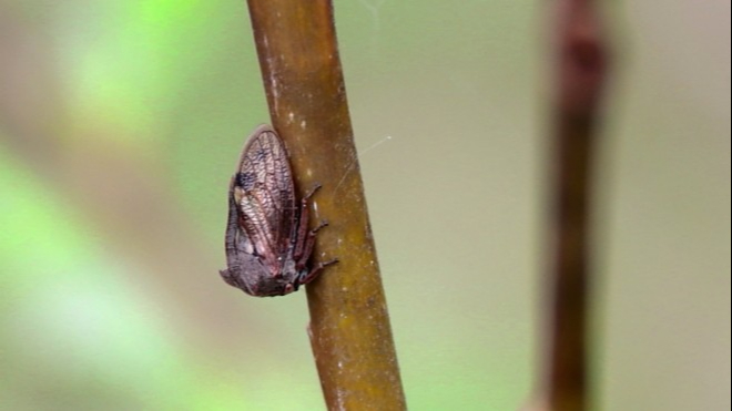 26-June London’s Bug Circus: Jumpers, Stilts & Vampires Section Image
