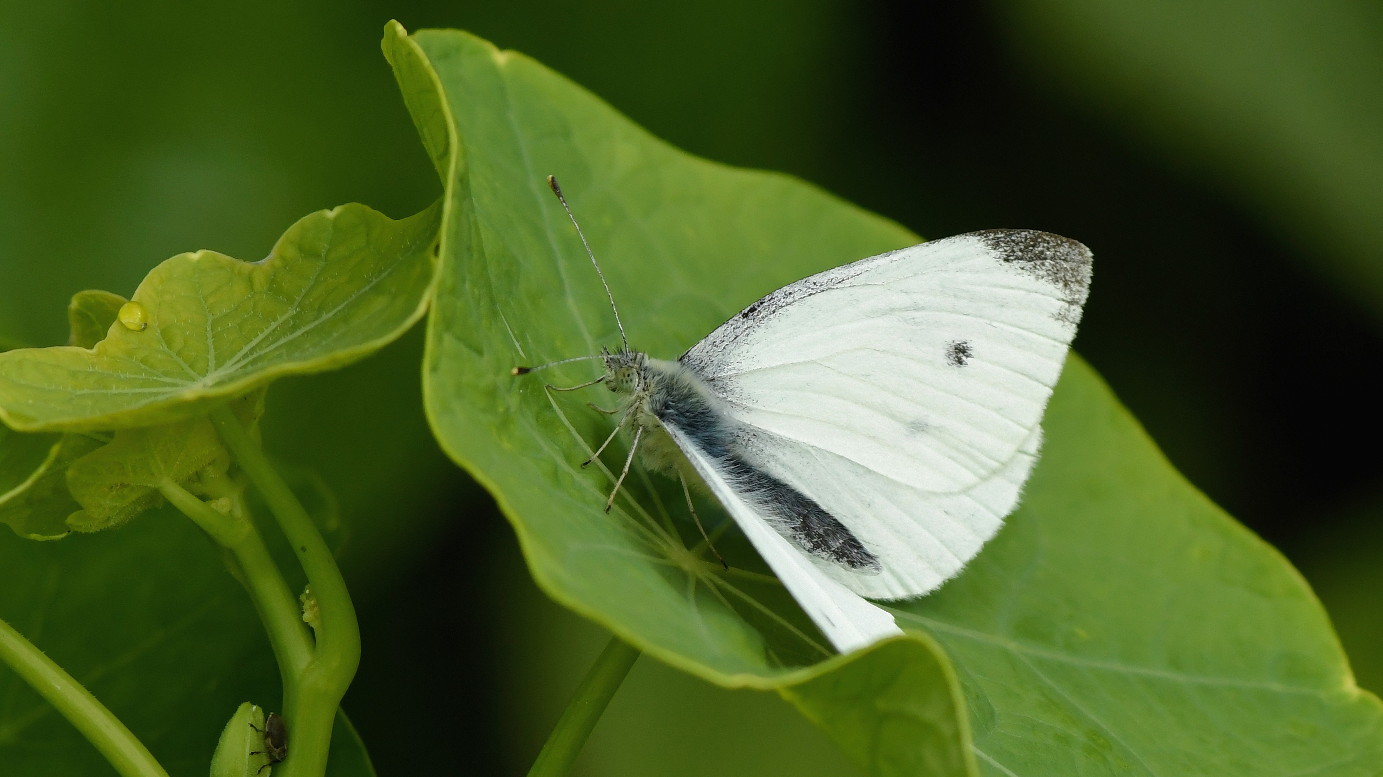27-June London’s Fluttering Jewels: Butterflies & Moths of June Section Image