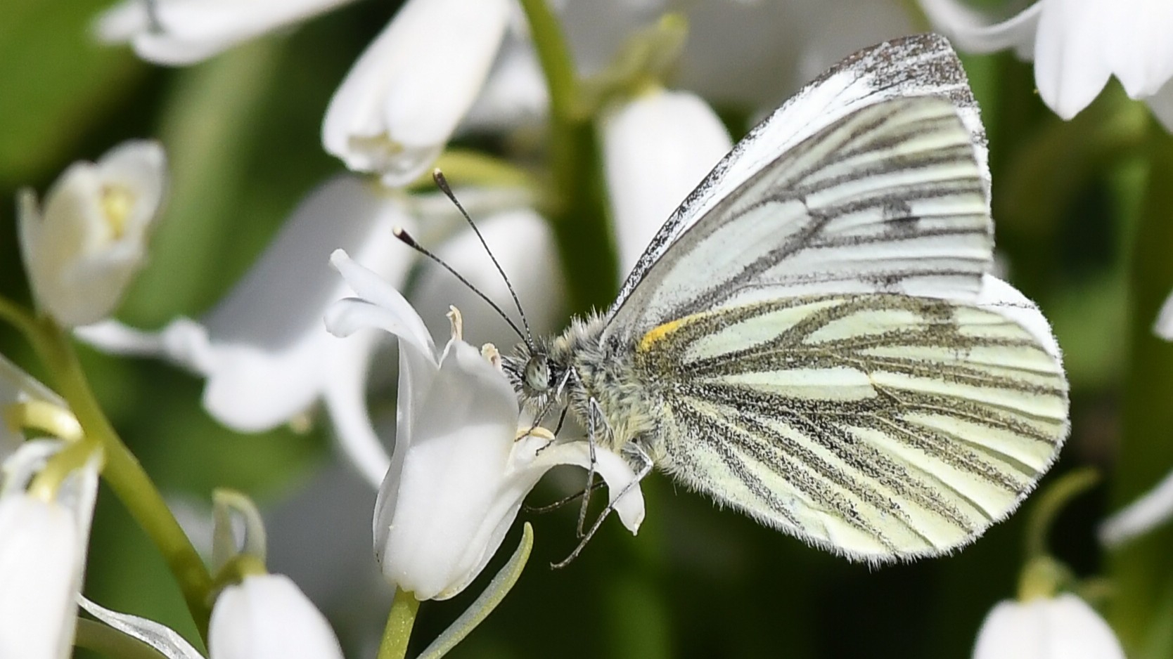 27-June London’s Fluttering Jewels: Butterflies & Moths of June Section Image