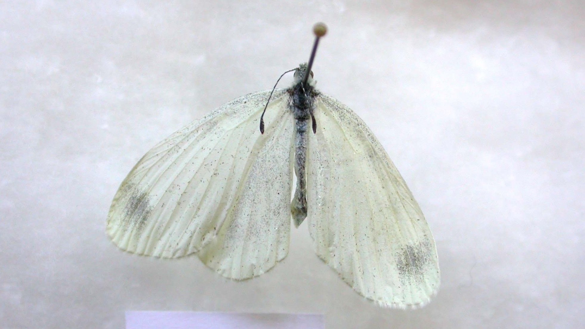 27-June London’s Fluttering Jewels: Butterflies & Moths of June Section Image
