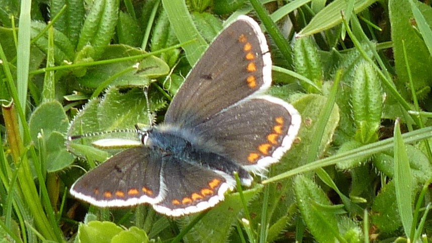 27-June London’s Fluttering Jewels: Butterflies & Moths of June Section Image