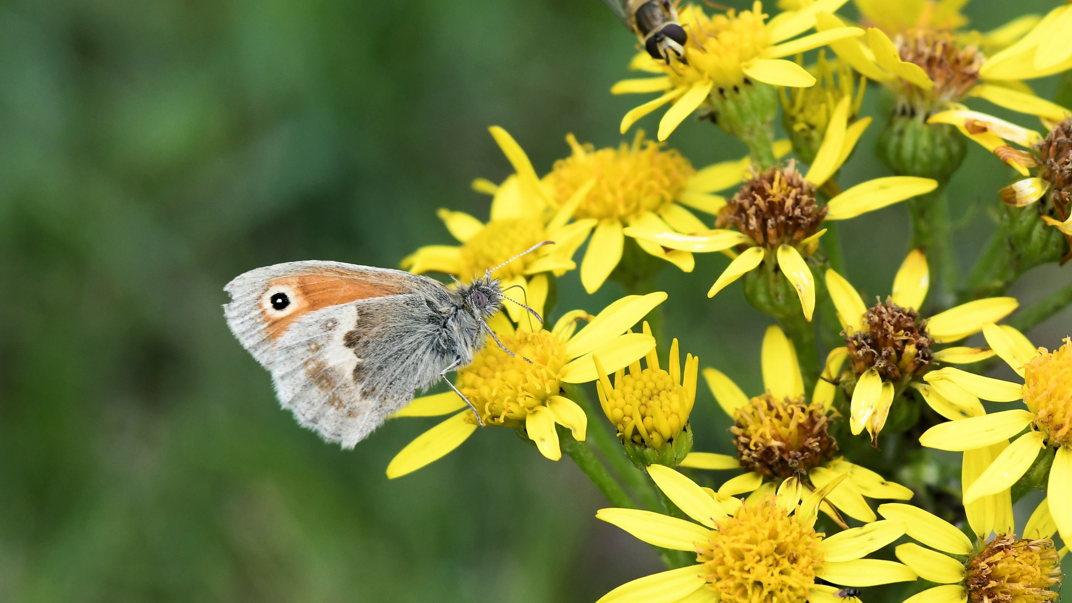 27-June London’s Fluttering Jewels: Butterflies & Moths of June Section Image