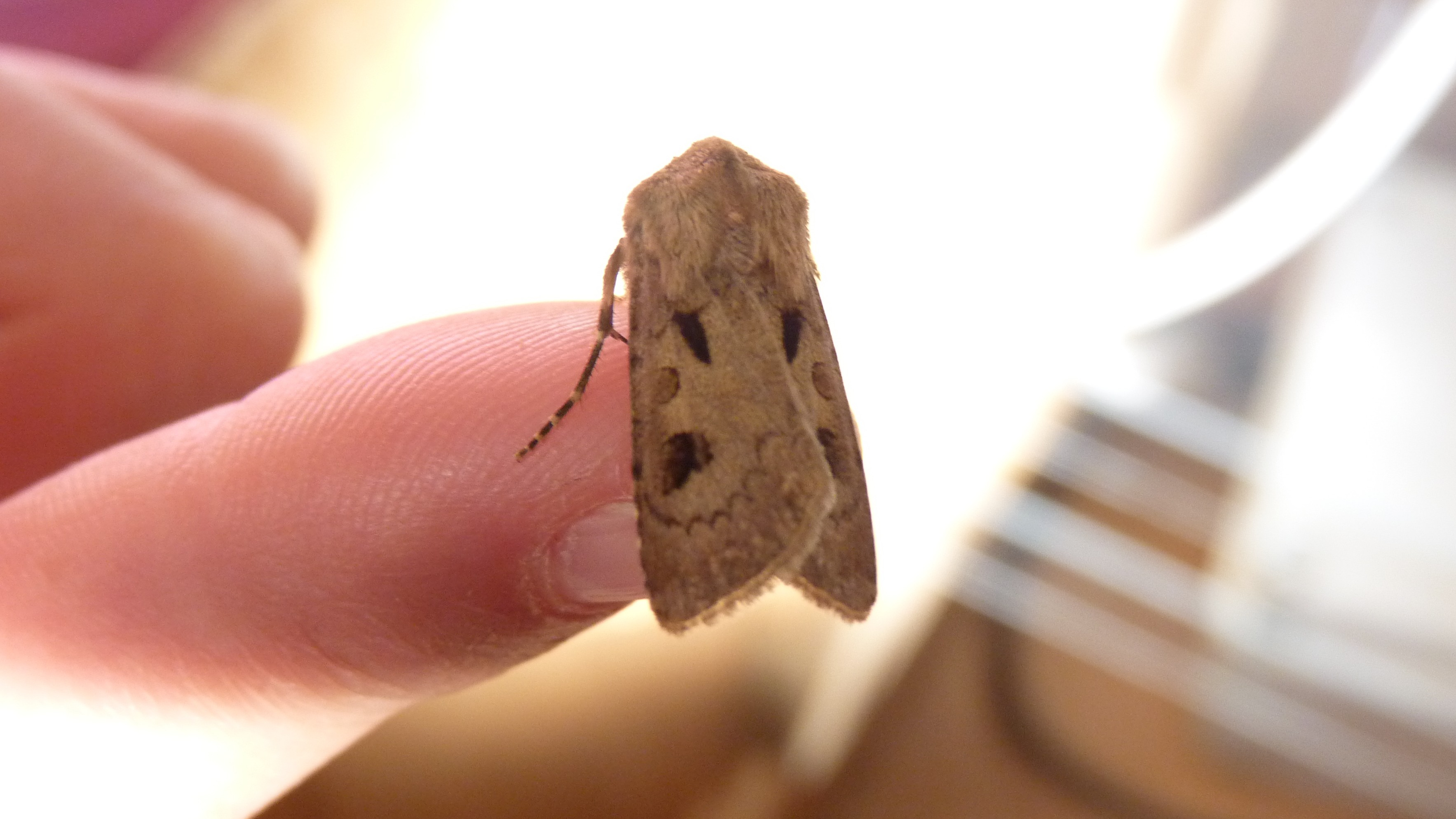 27-June London’s Fluttering Jewels: Butterflies & Moths of June Section Image