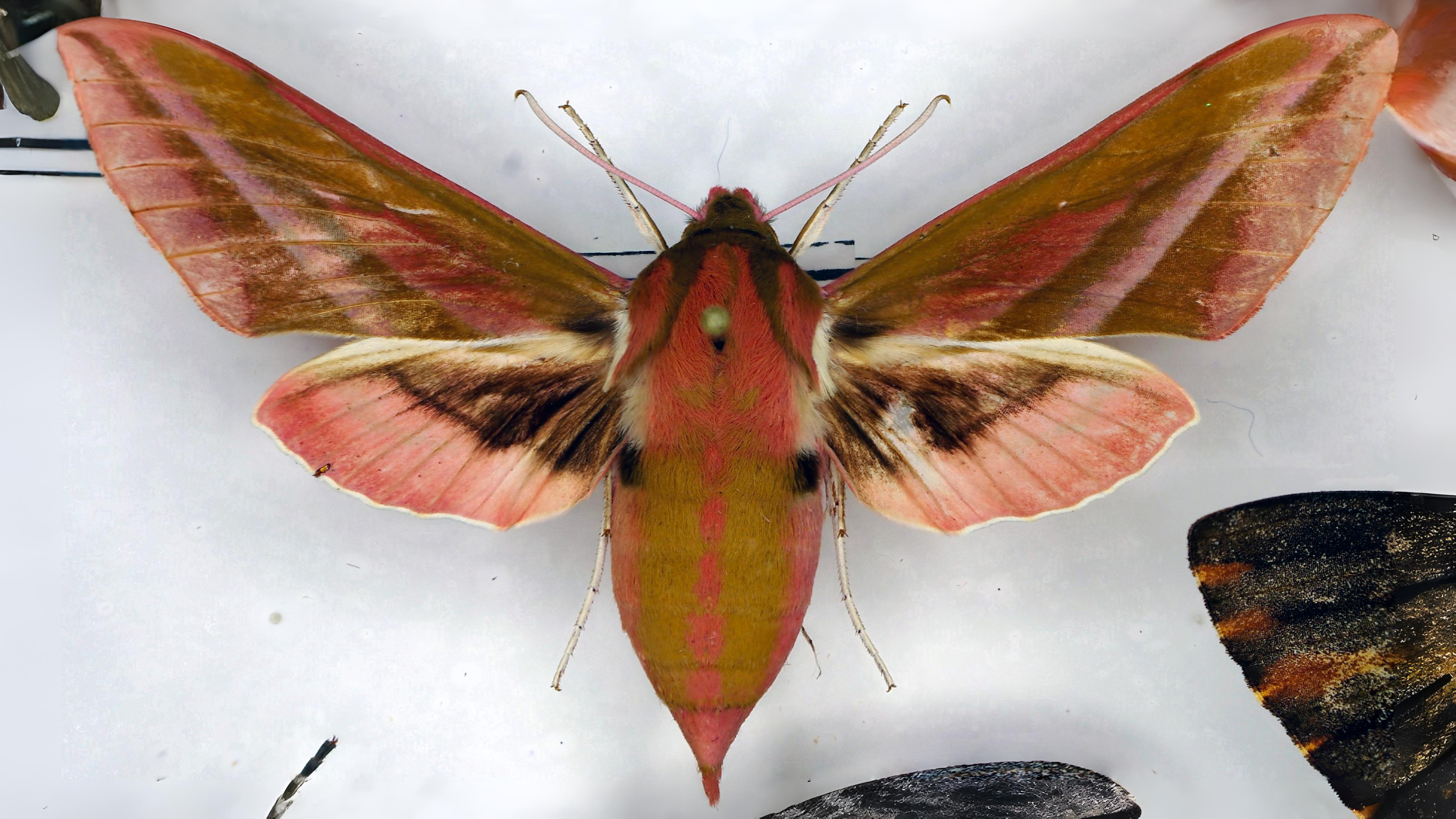 27-June London’s Fluttering Jewels: Butterflies & Moths of June Section Image