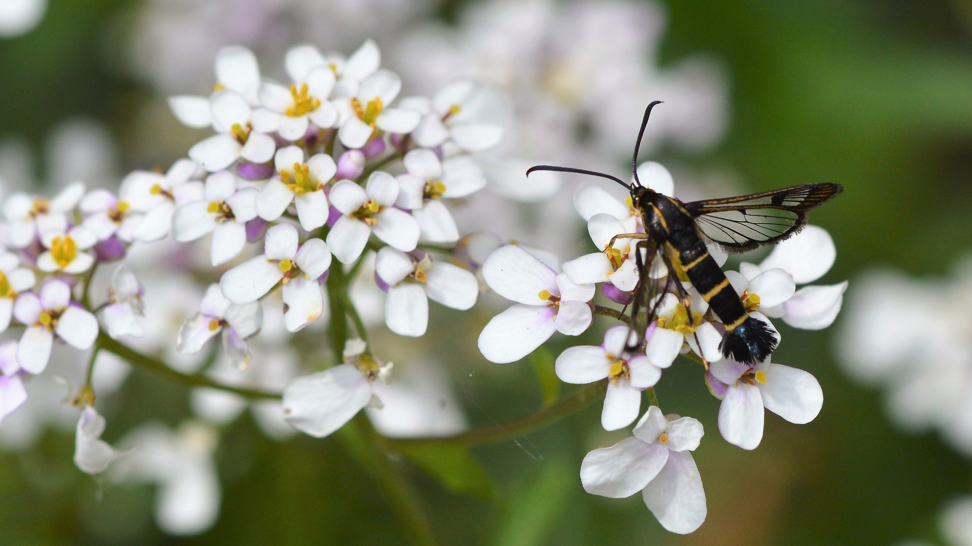 27-June London’s Fluttering Jewels: Butterflies & Moths of June Section Image