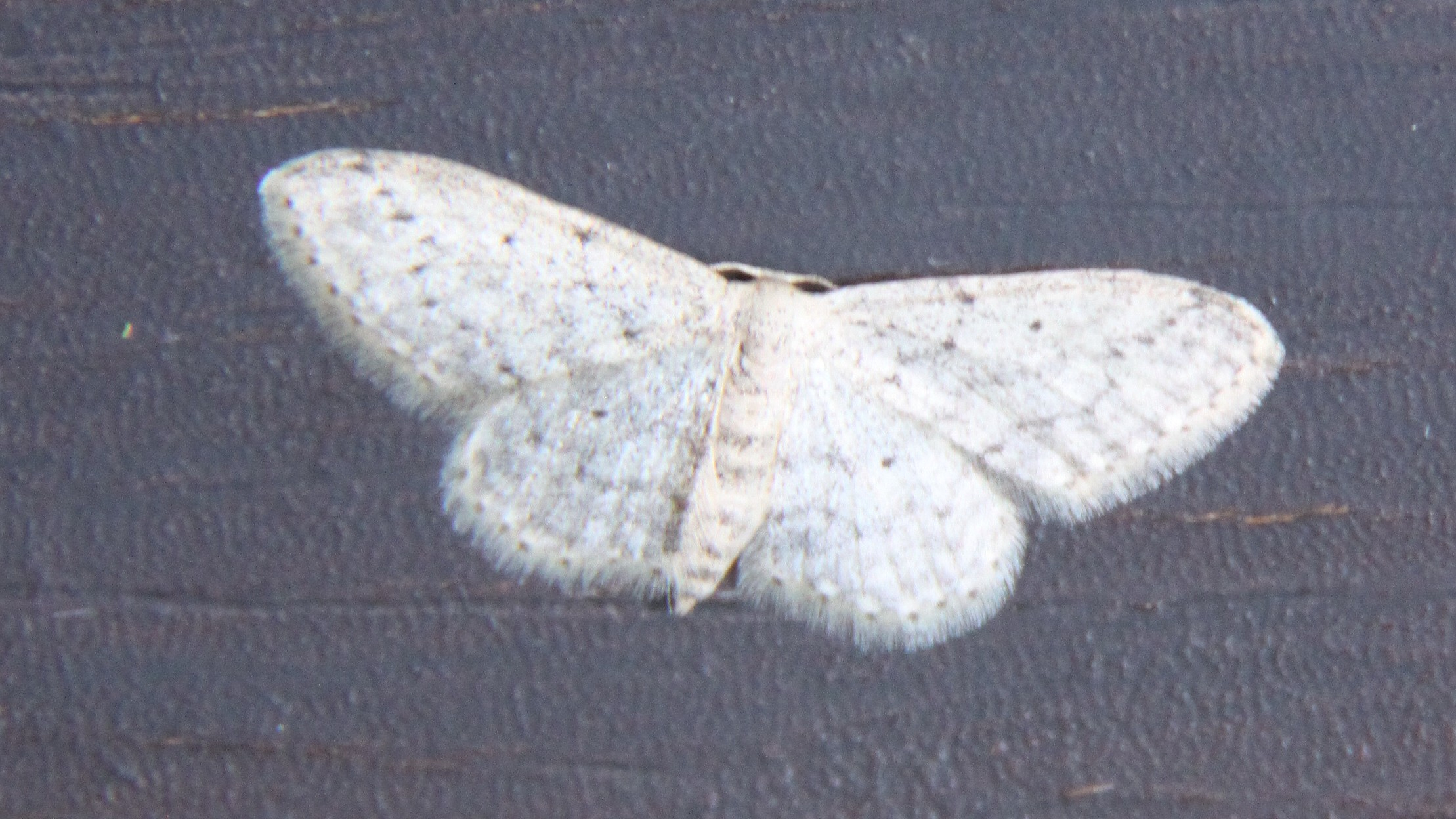 27-June London’s Fluttering Jewels: Butterflies & Moths of June Section Image