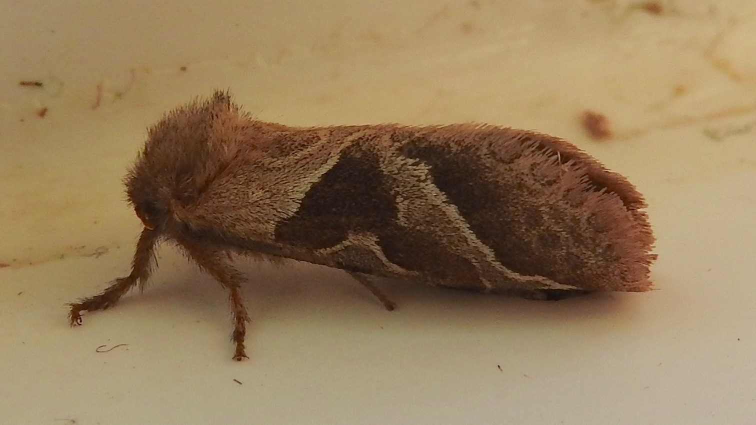 27-June London’s Fluttering Jewels: Butterflies & Moths of June Section Image