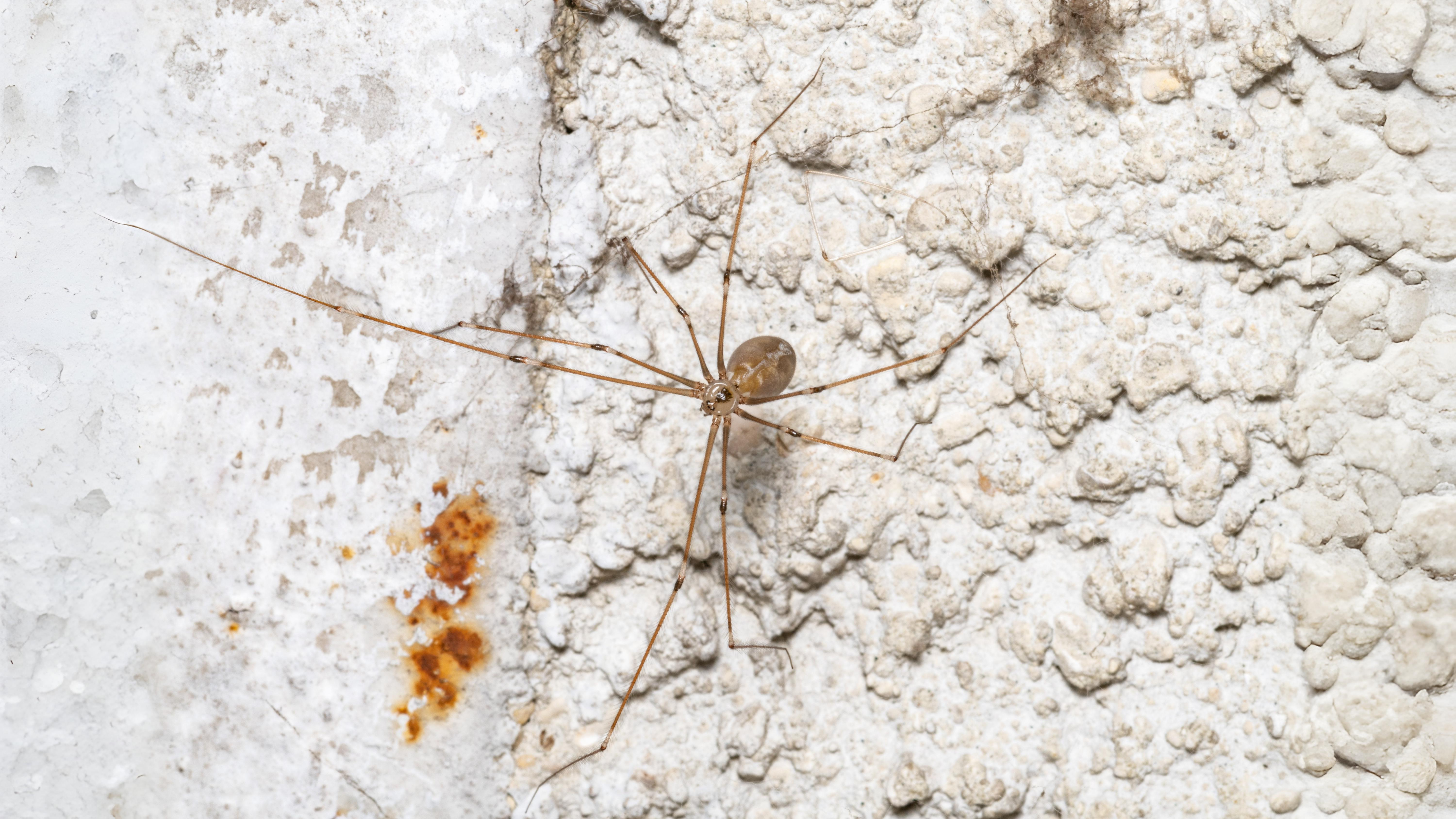 28-June London’s Eight-Legged Acrobats & Silk-Spinning Caterpillars Section Image