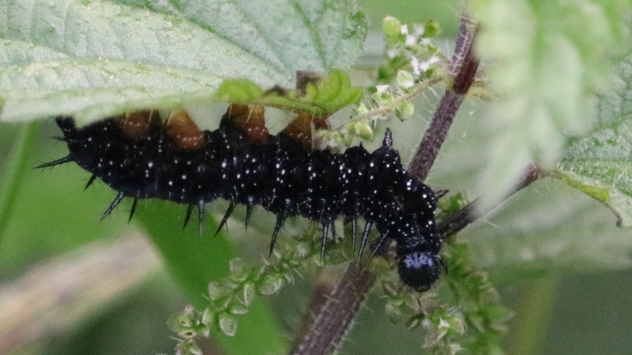 28-June London’s Eight-Legged Acrobats & Silk-Spinning Caterpillars Section Image