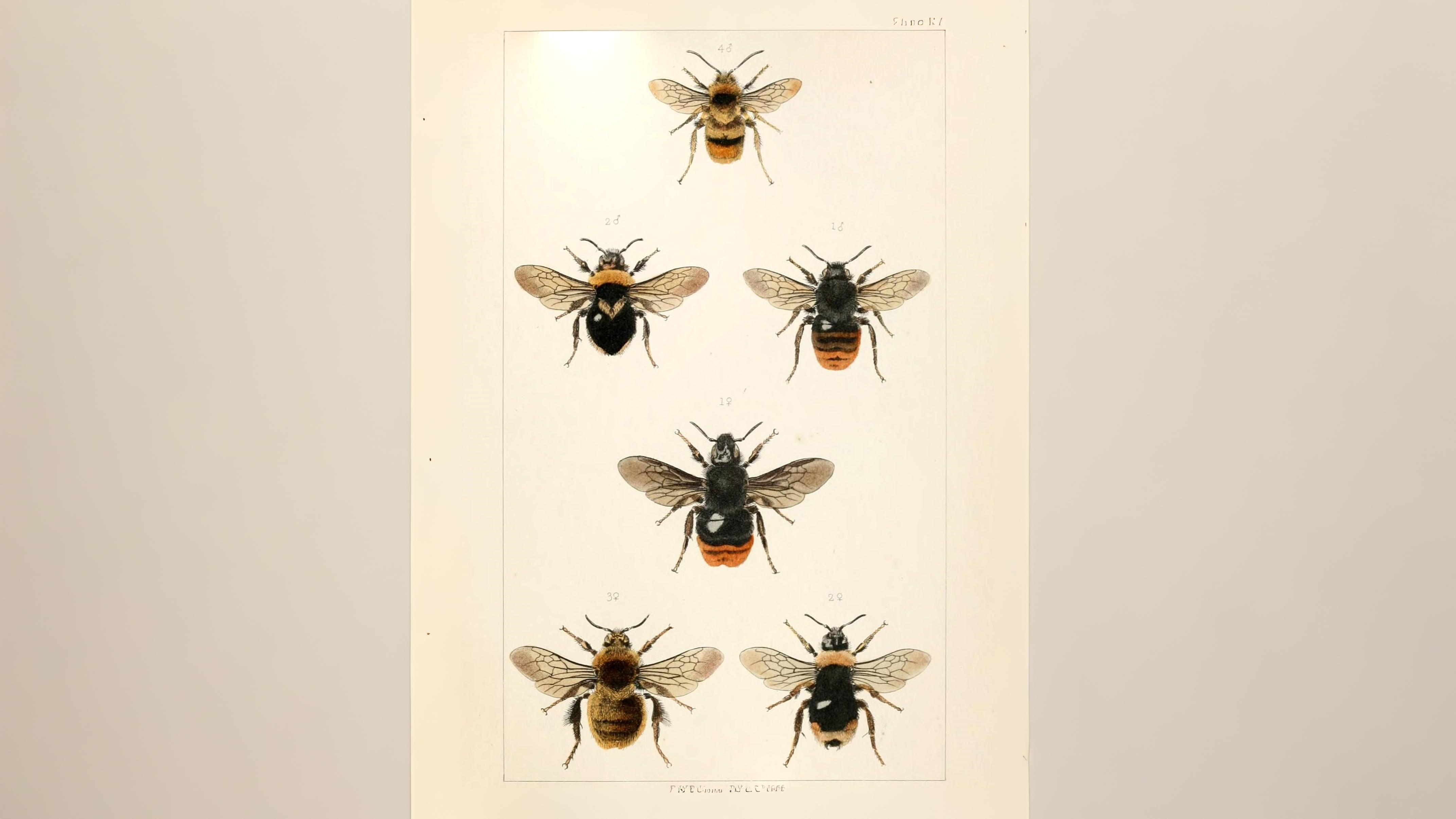 29-June London’s Buzzing Secrets Section Image