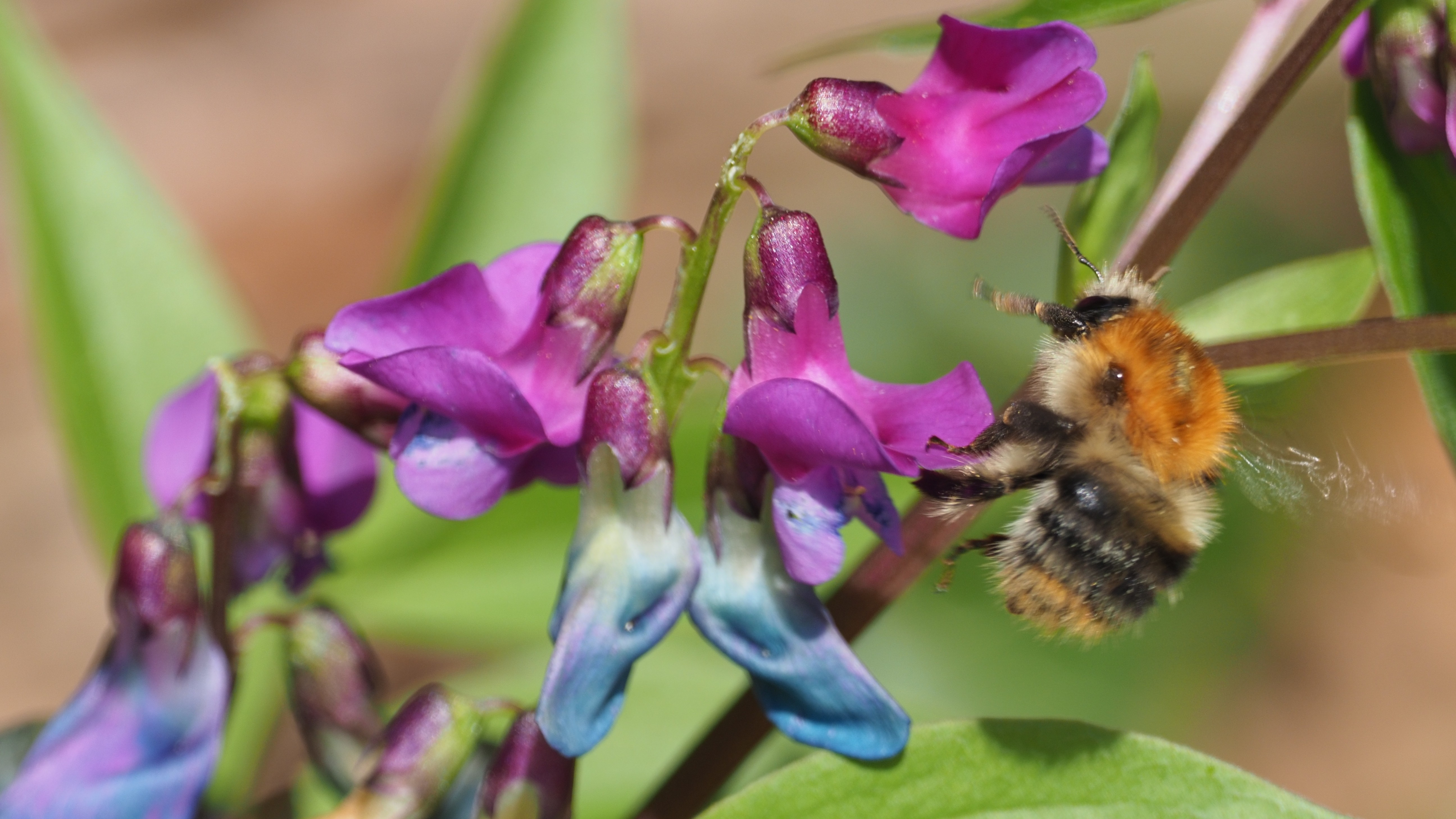29-June London’s Buzzing Secrets Section Image