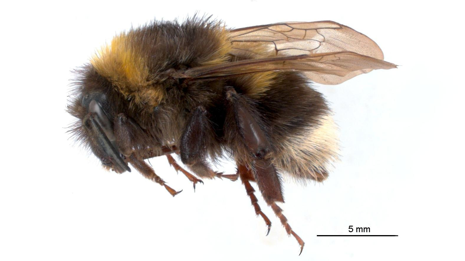 29-June London’s Buzzing Secrets Section Image