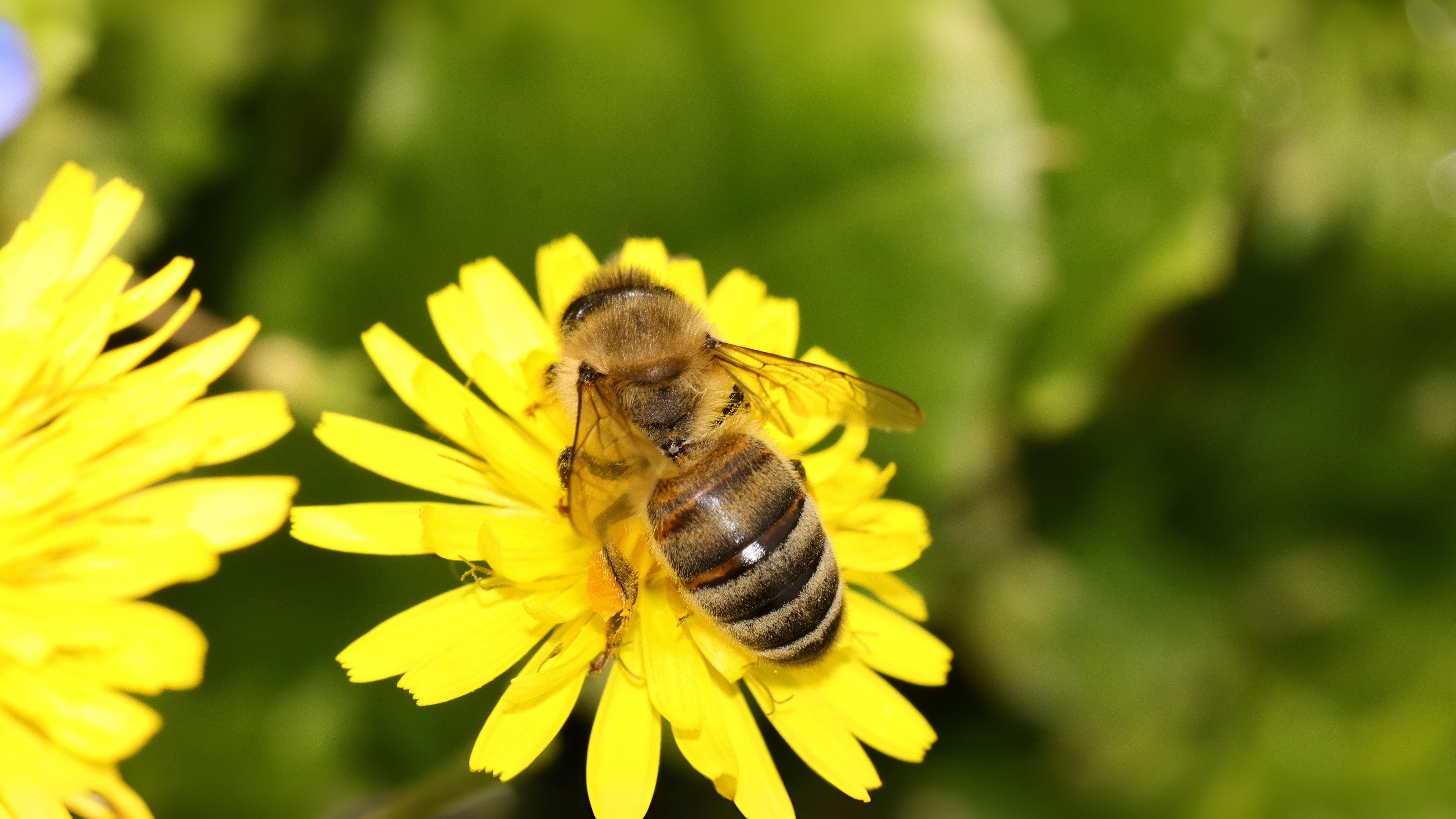 29-June London’s Buzzing Secrets Section Image