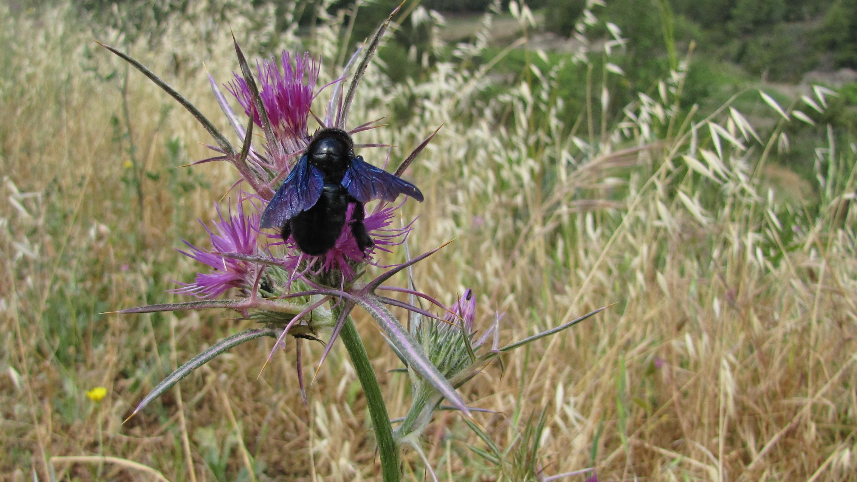 29-June London’s Buzzing Secrets Section Image