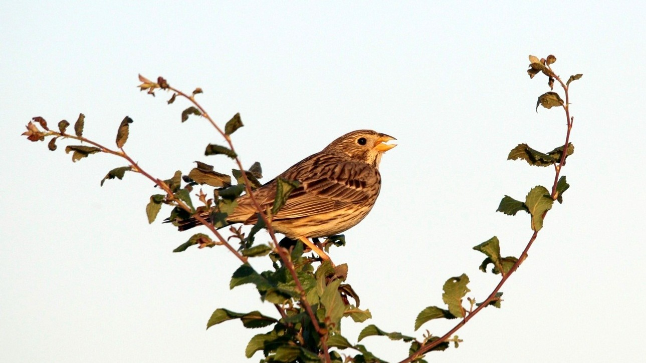 02-July London’s July Birdsong Section Image