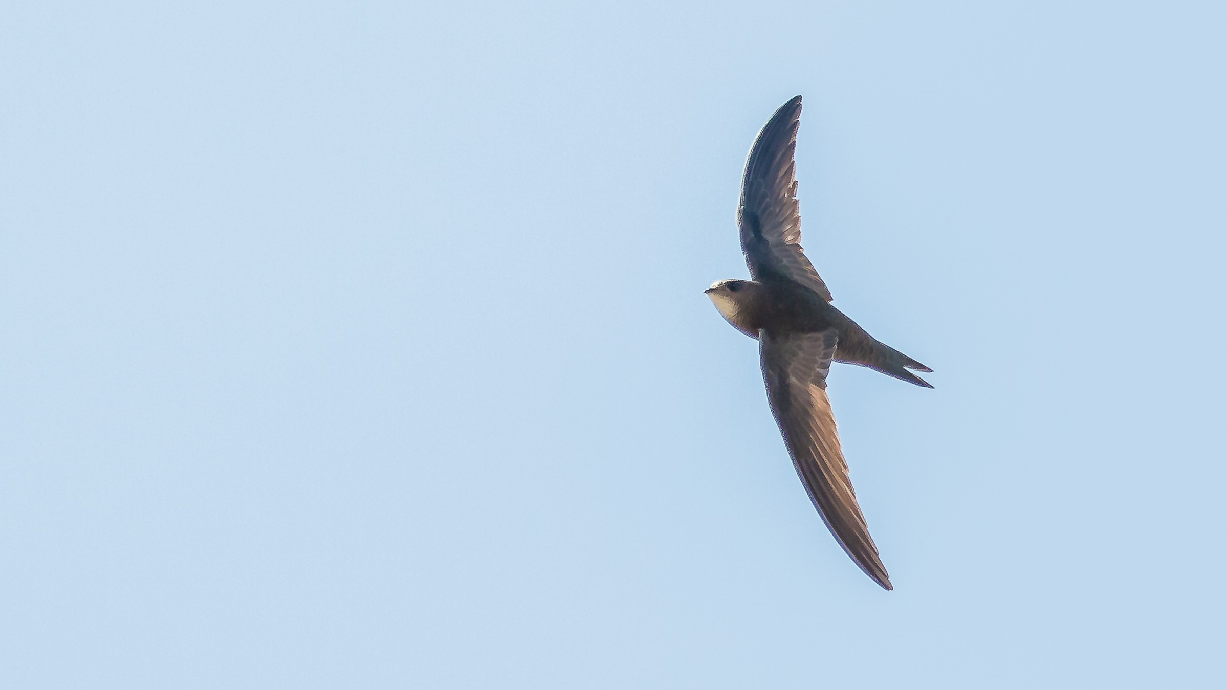 02-July London’s July Birdsong Section Image