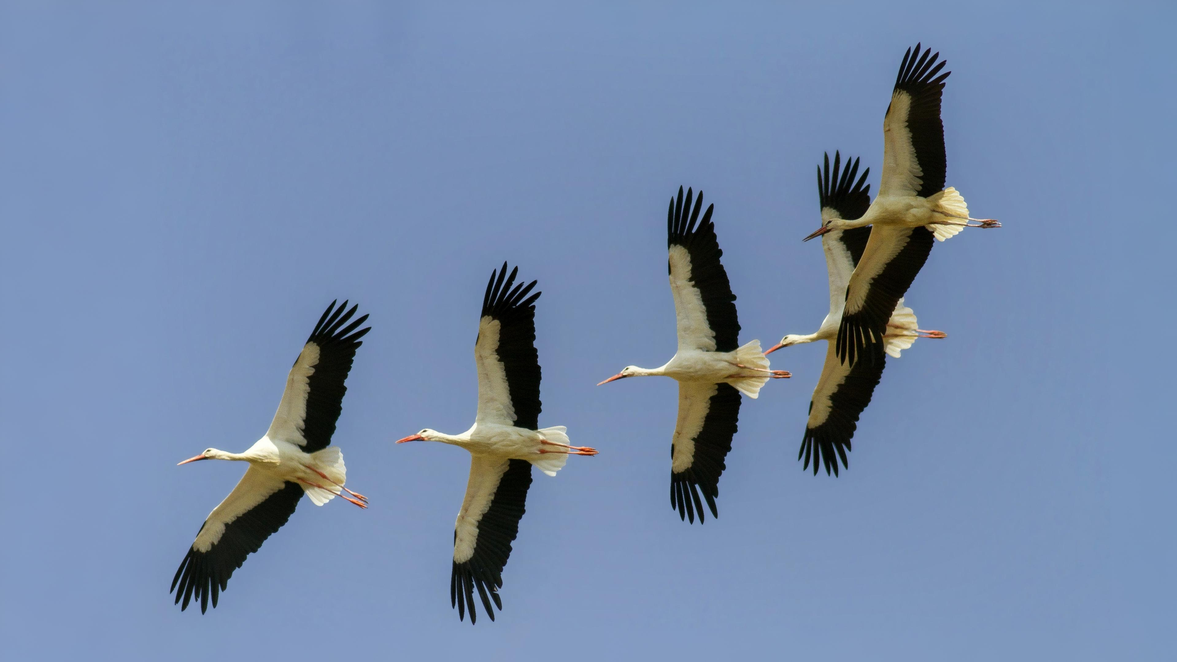 04-July London’s July Migrations Section Image