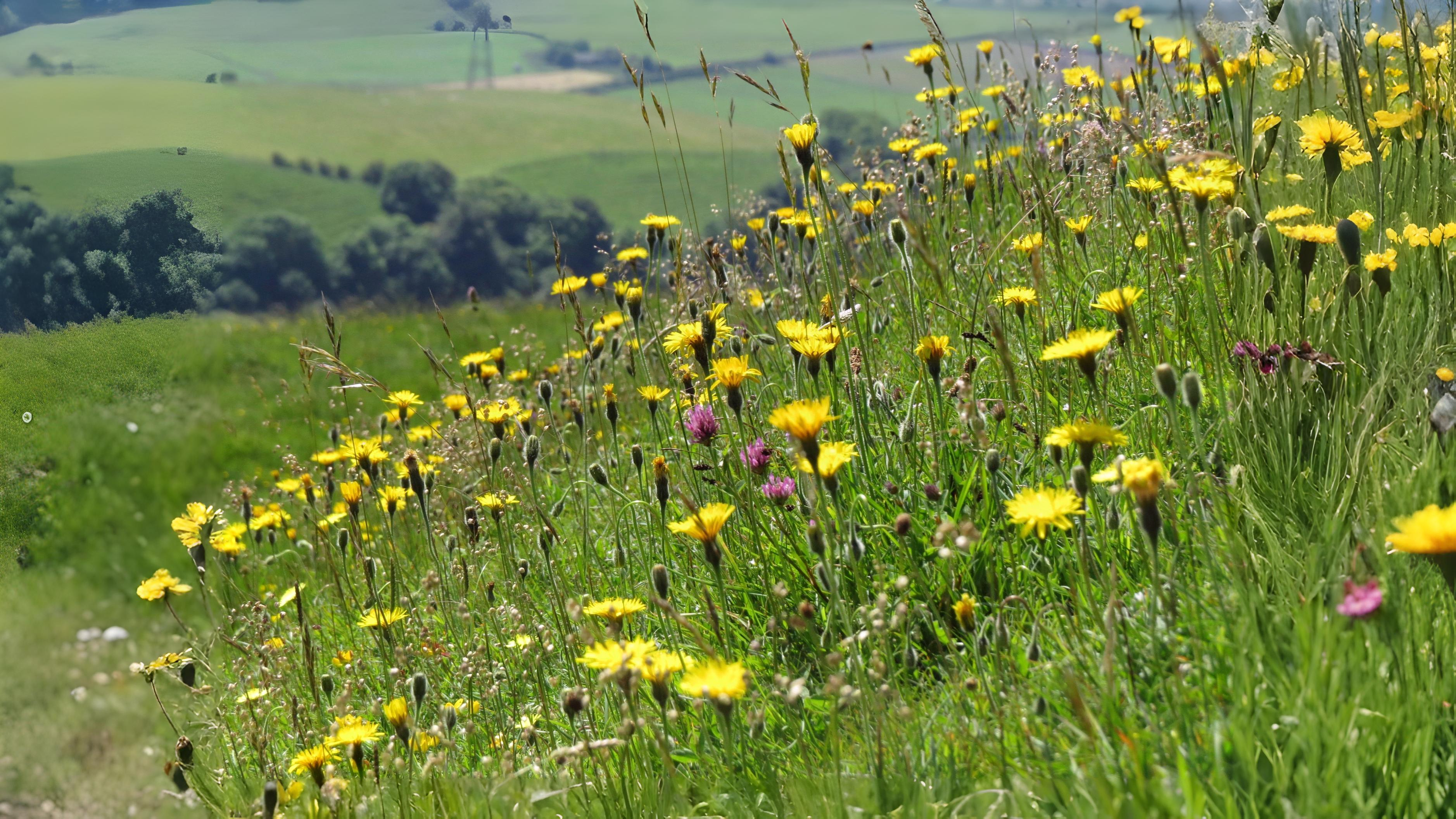 05-July London’s July Wildflowers Section Image