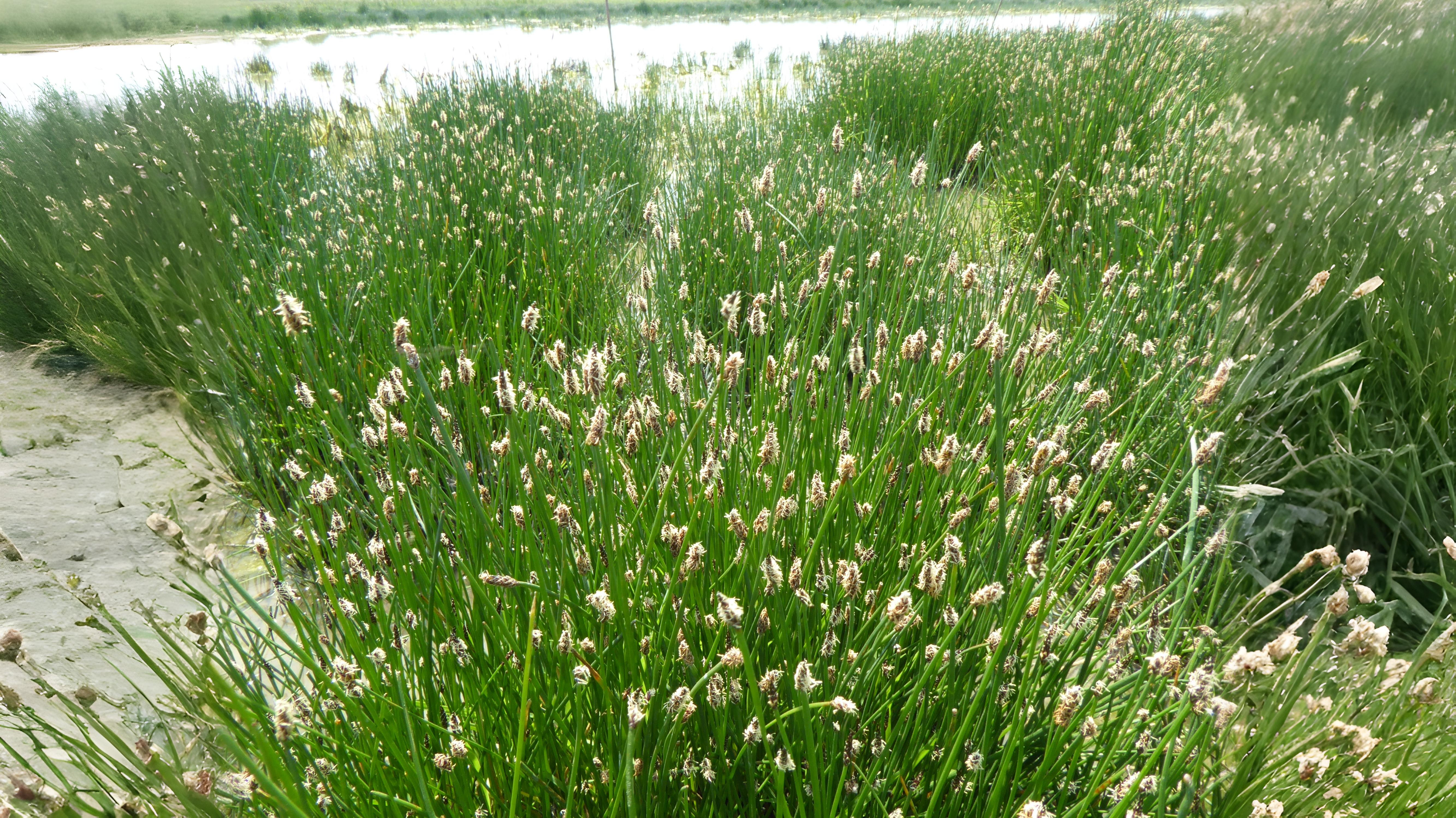 05-July London’s July Wildflowers Section Image