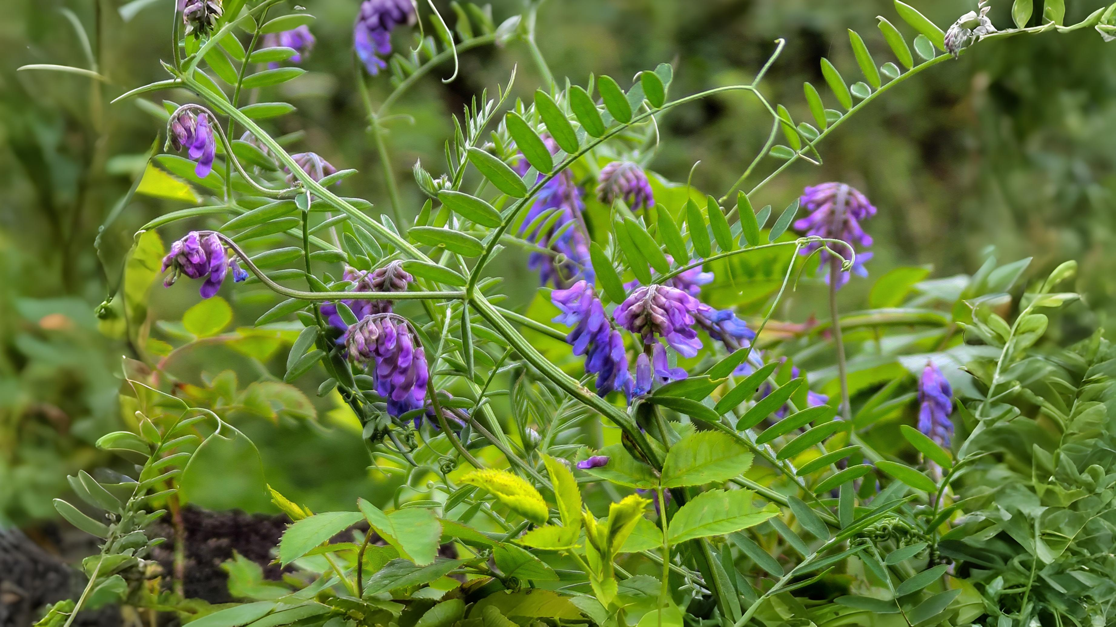 06-July London’s Peas & Thistles Section Image
