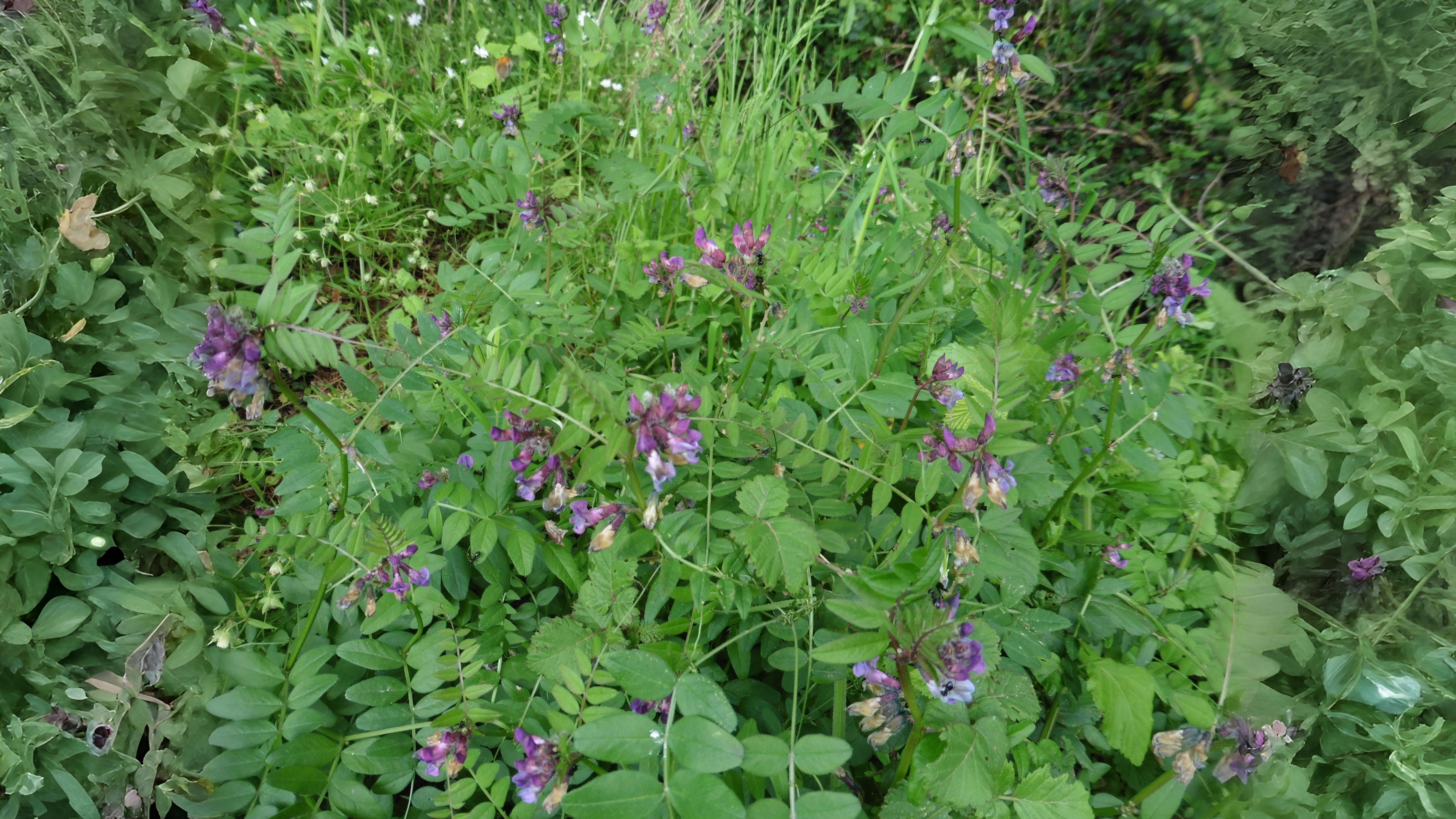 06-July London’s Peas & Thistles Section Image
