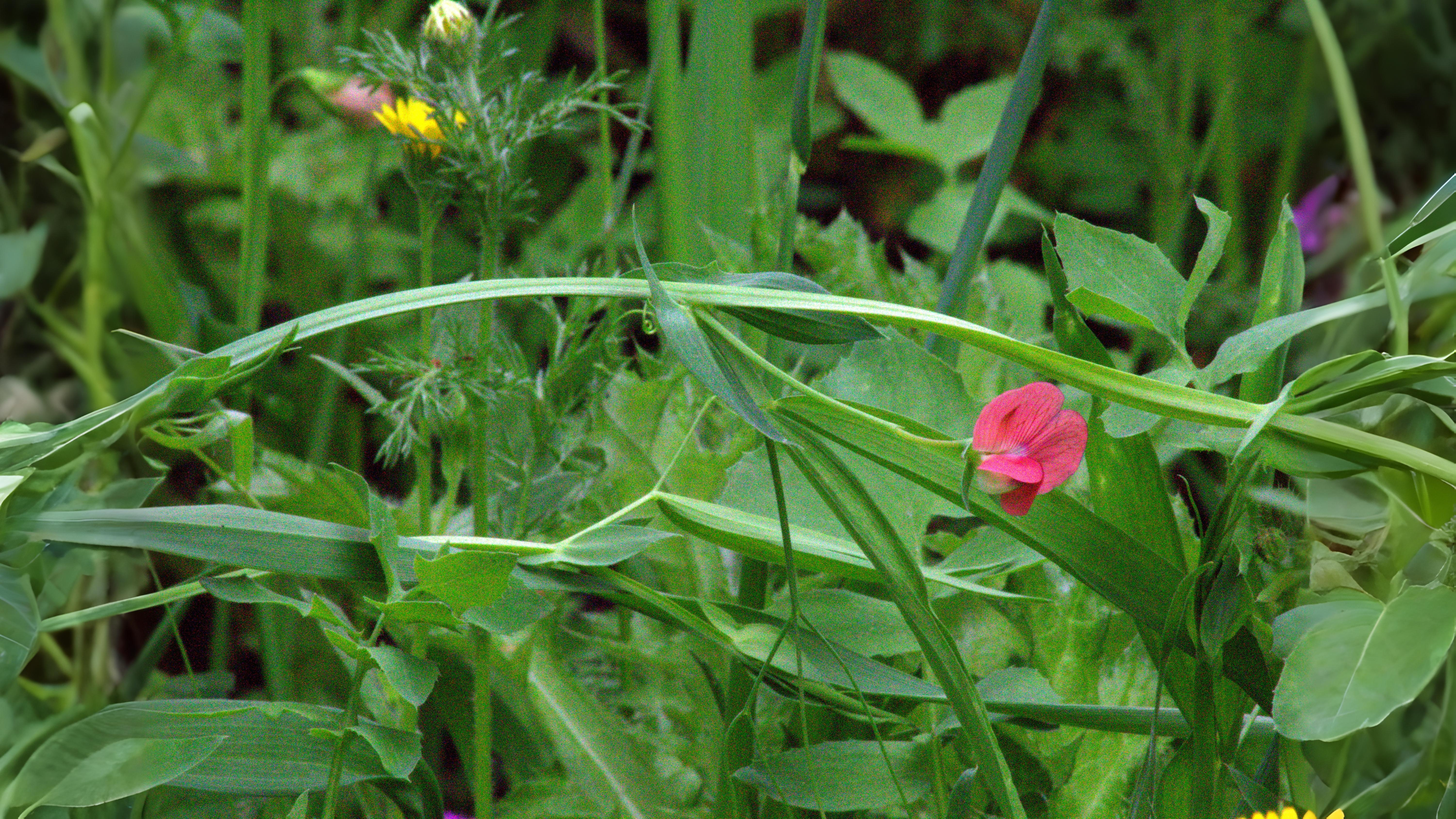 06-July London’s Peas & Thistles Section Image