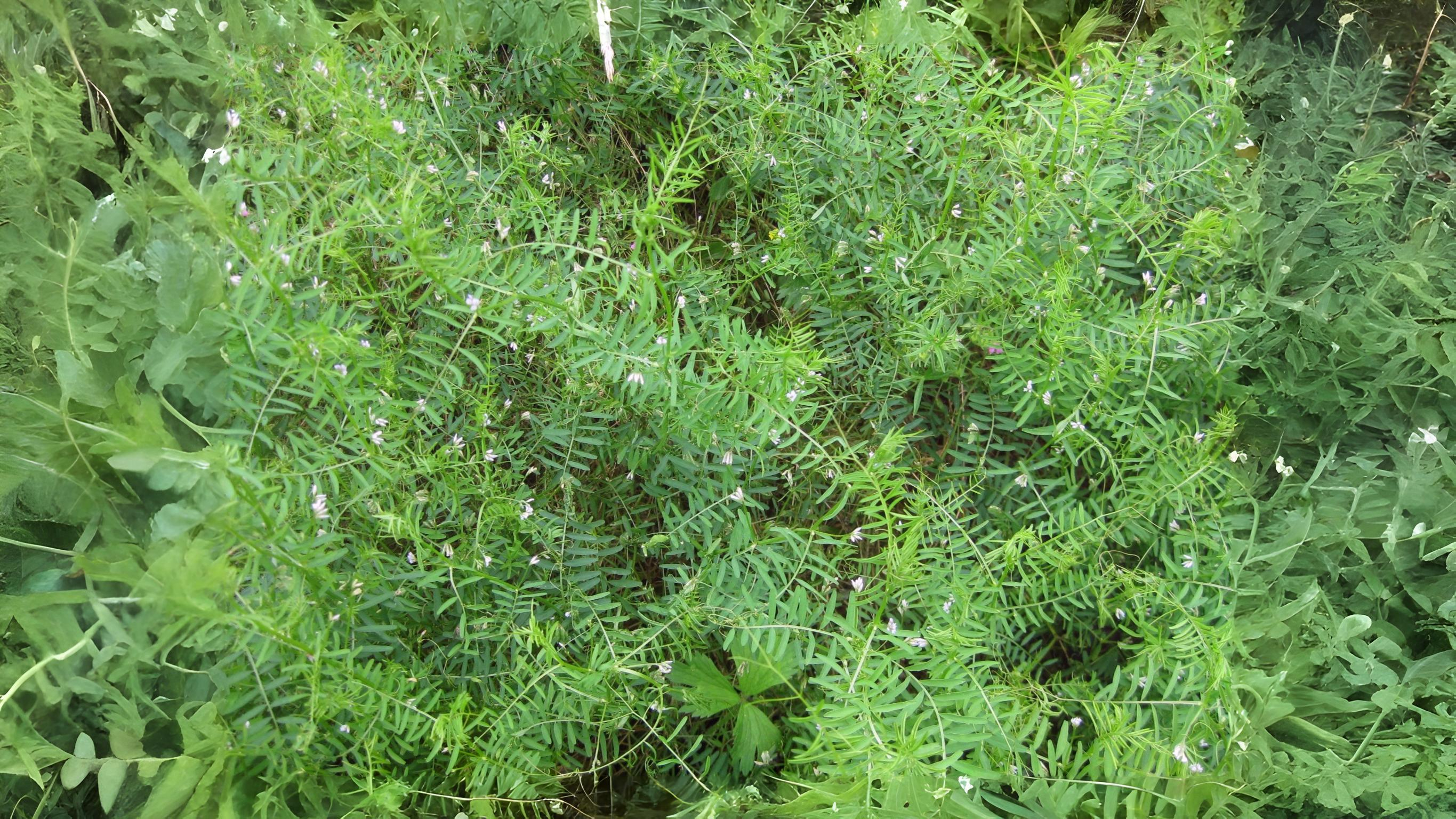 06-July London’s Peas & Thistles Section Image