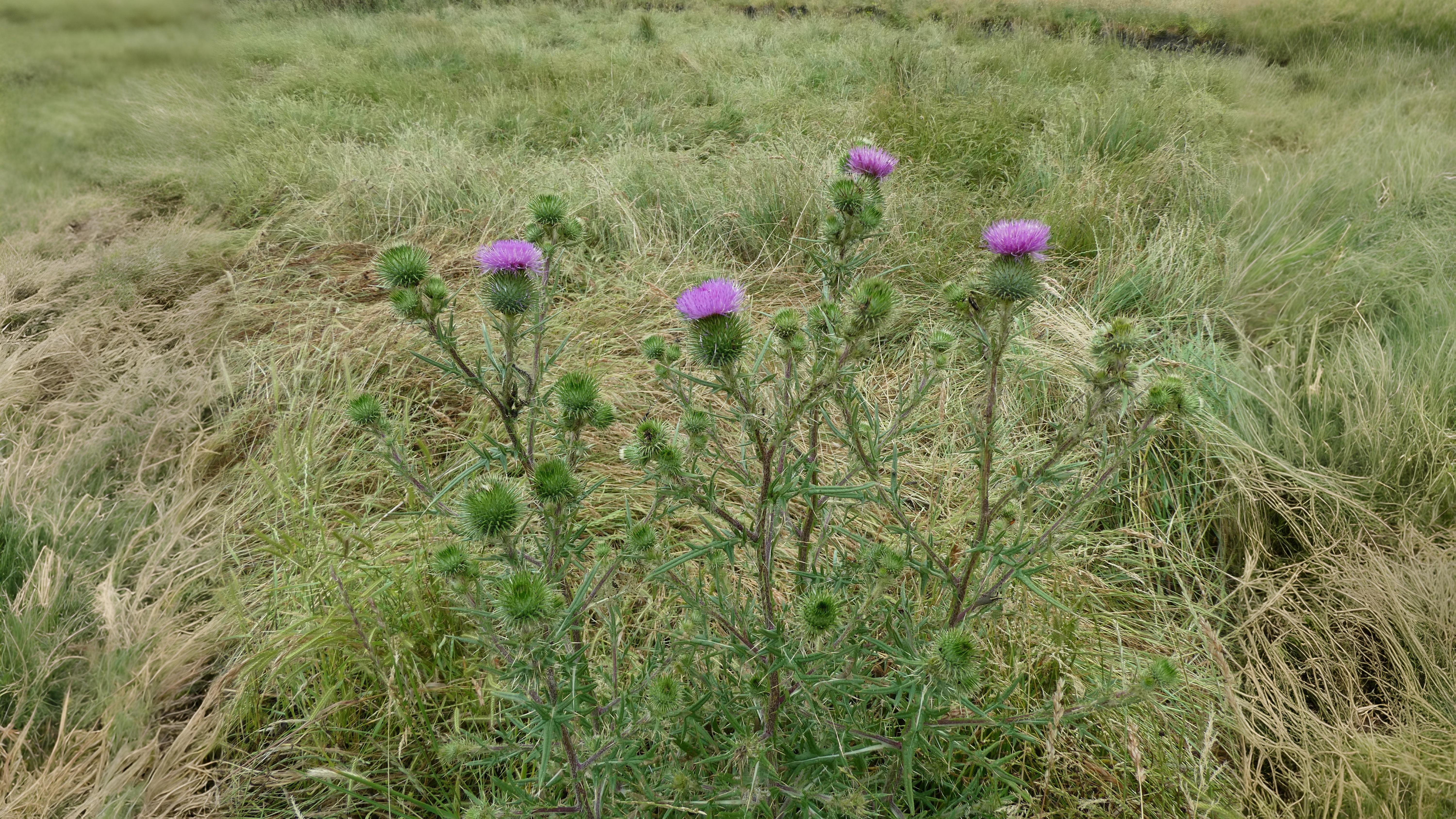 06-July London’s Peas & Thistles Section Image