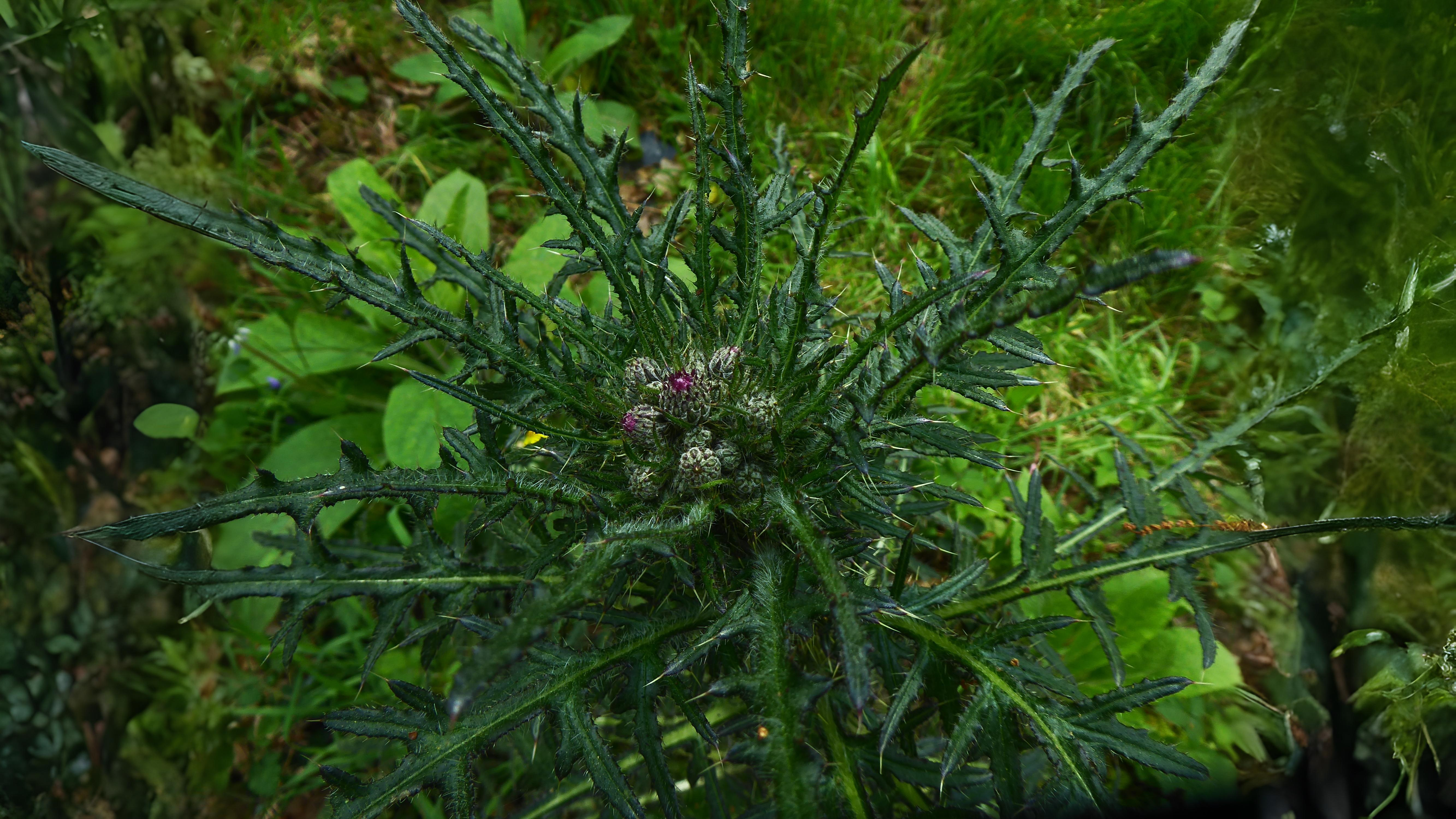 06-July London’s Peas & Thistles Section Image