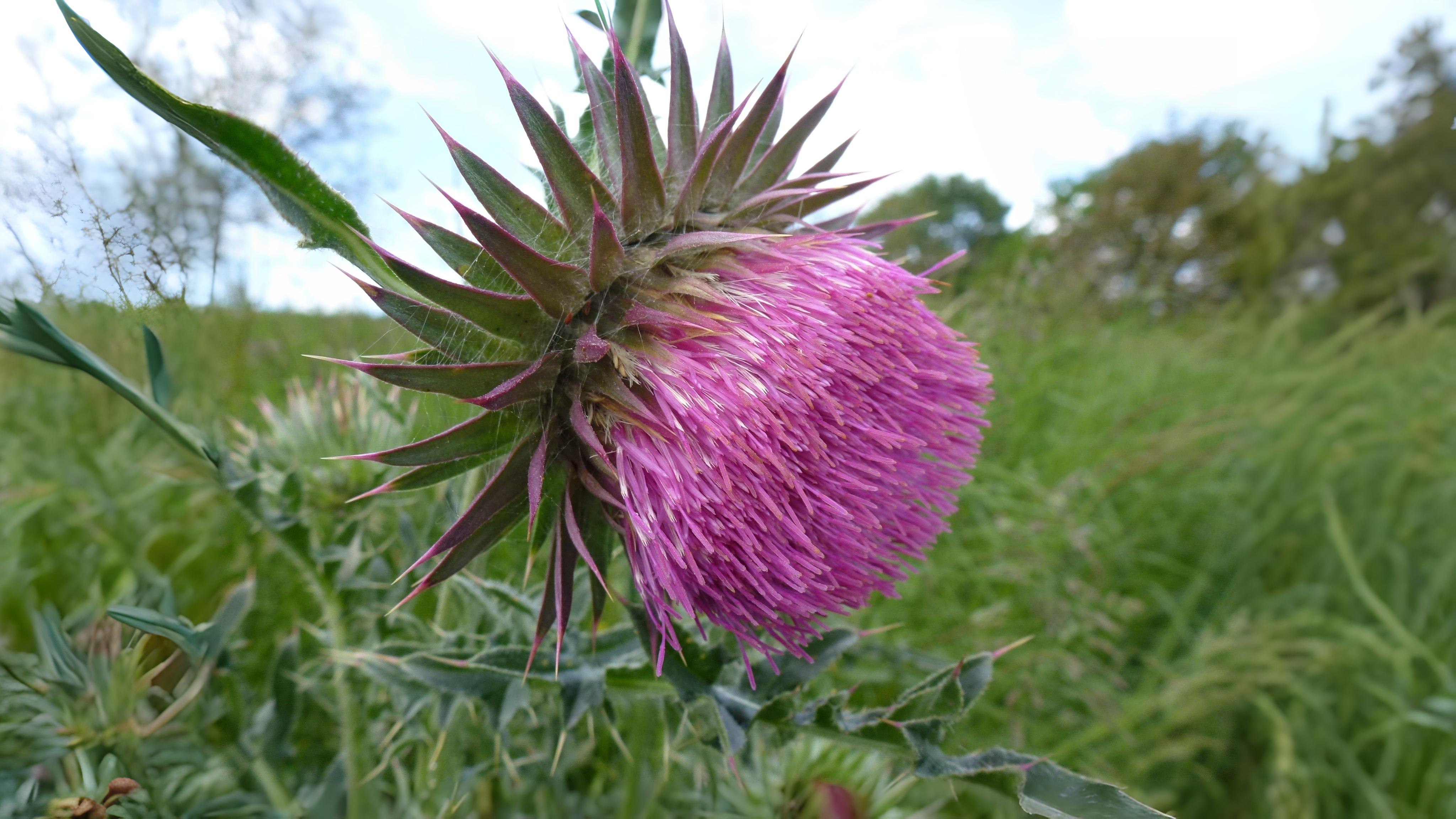 06-July London’s Peas & Thistles Section Image
