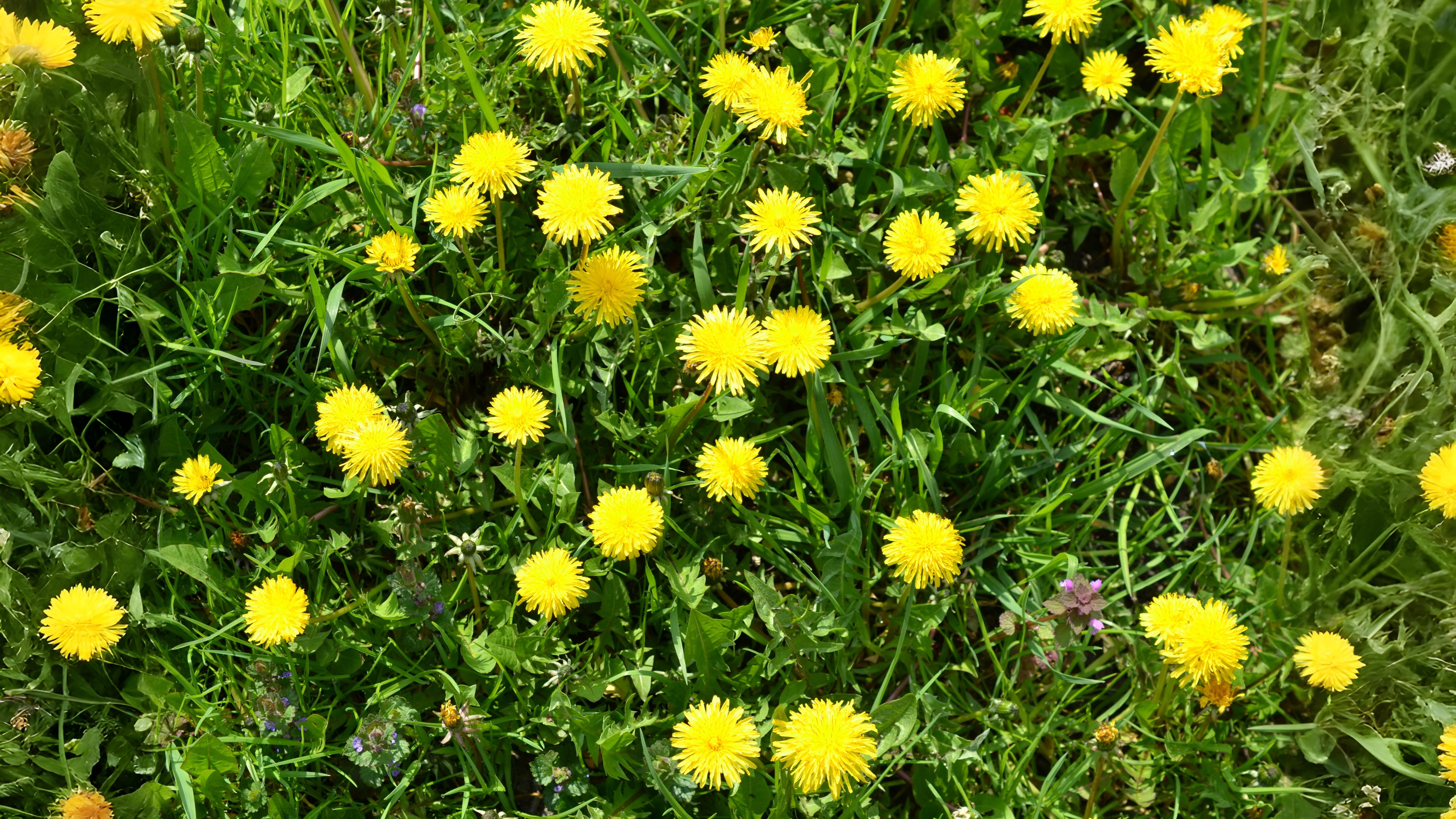 07-July London’s Floral Puzzles Section Image