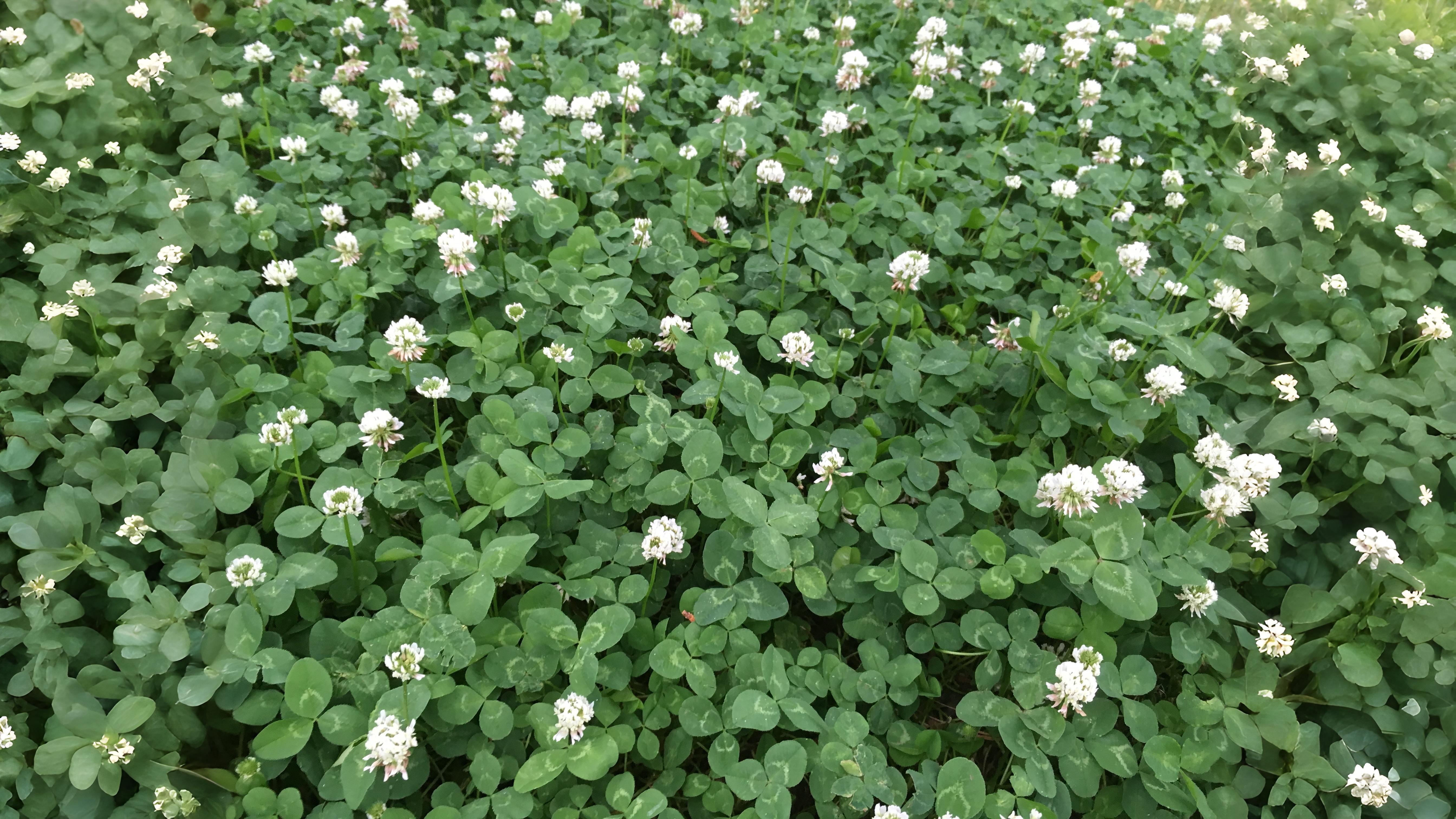 08-July London’s Clover Secrets Section Image