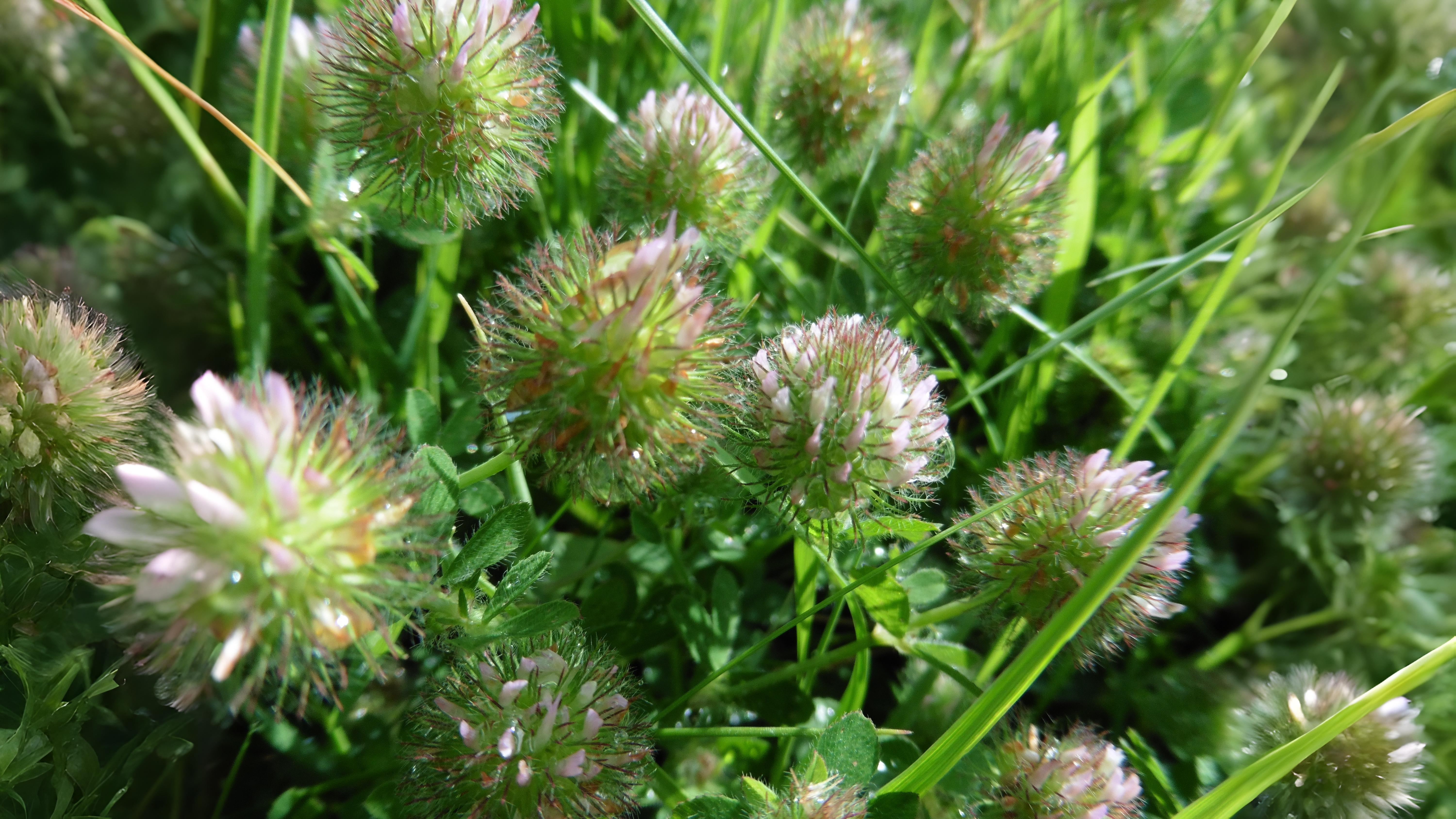08-July London’s Clover Secrets Section Image