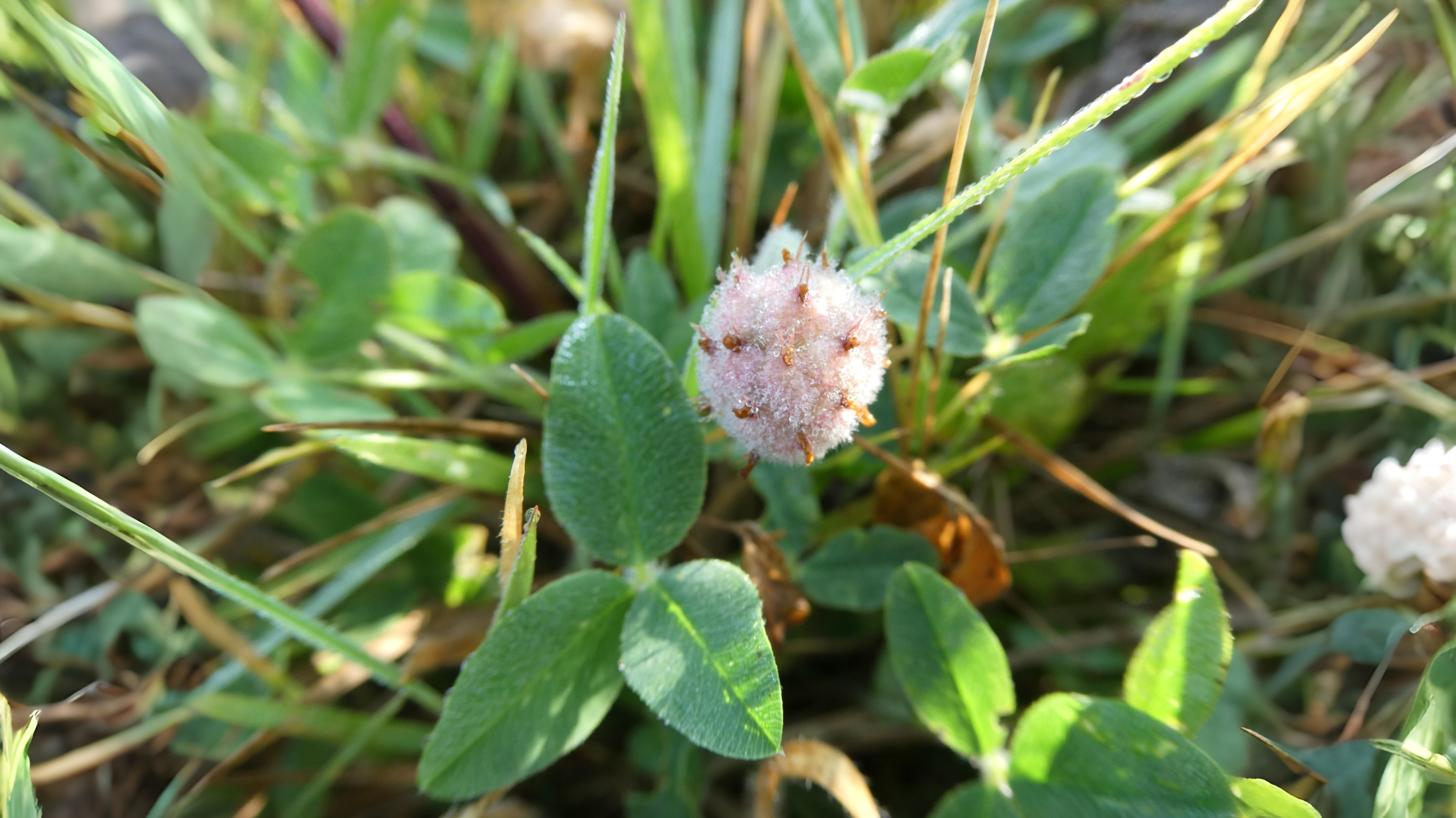 08-July London’s Clover Secrets Section Image