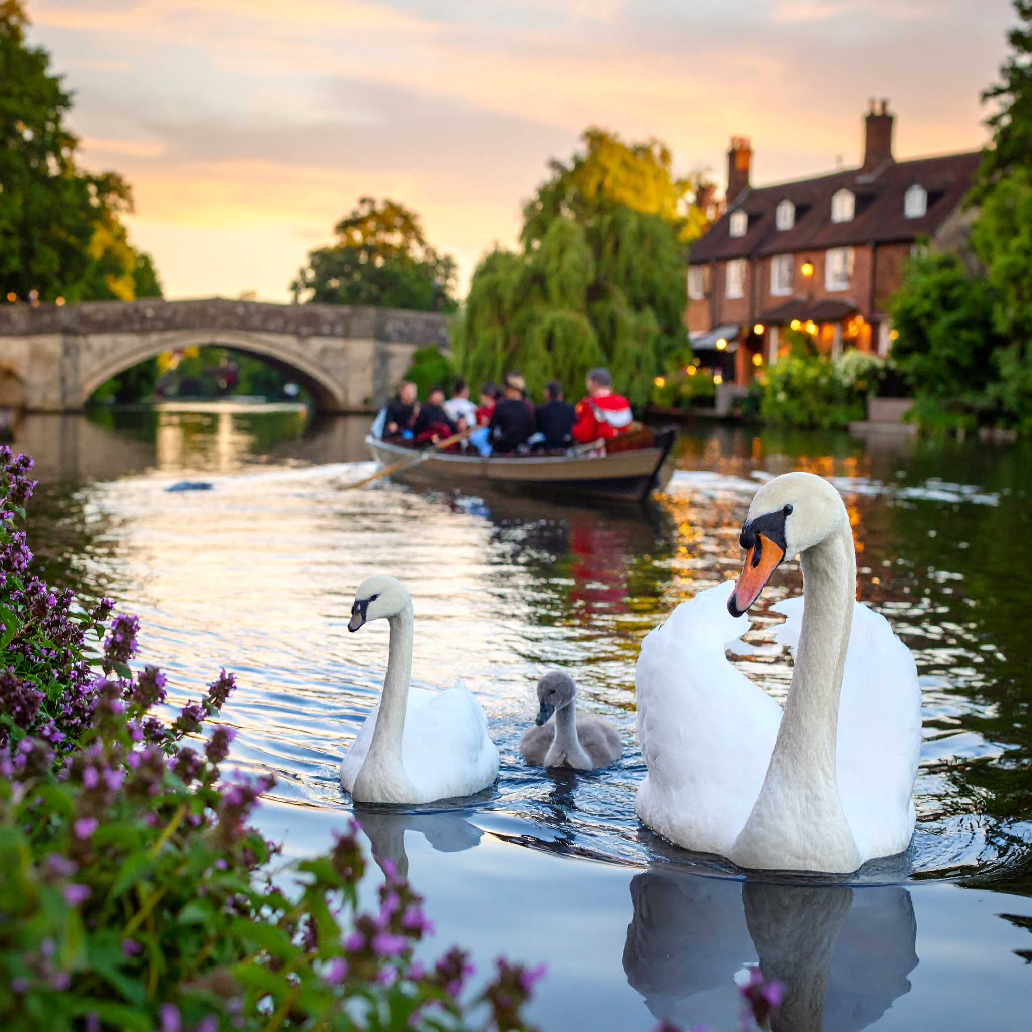 12-July Swan Upping