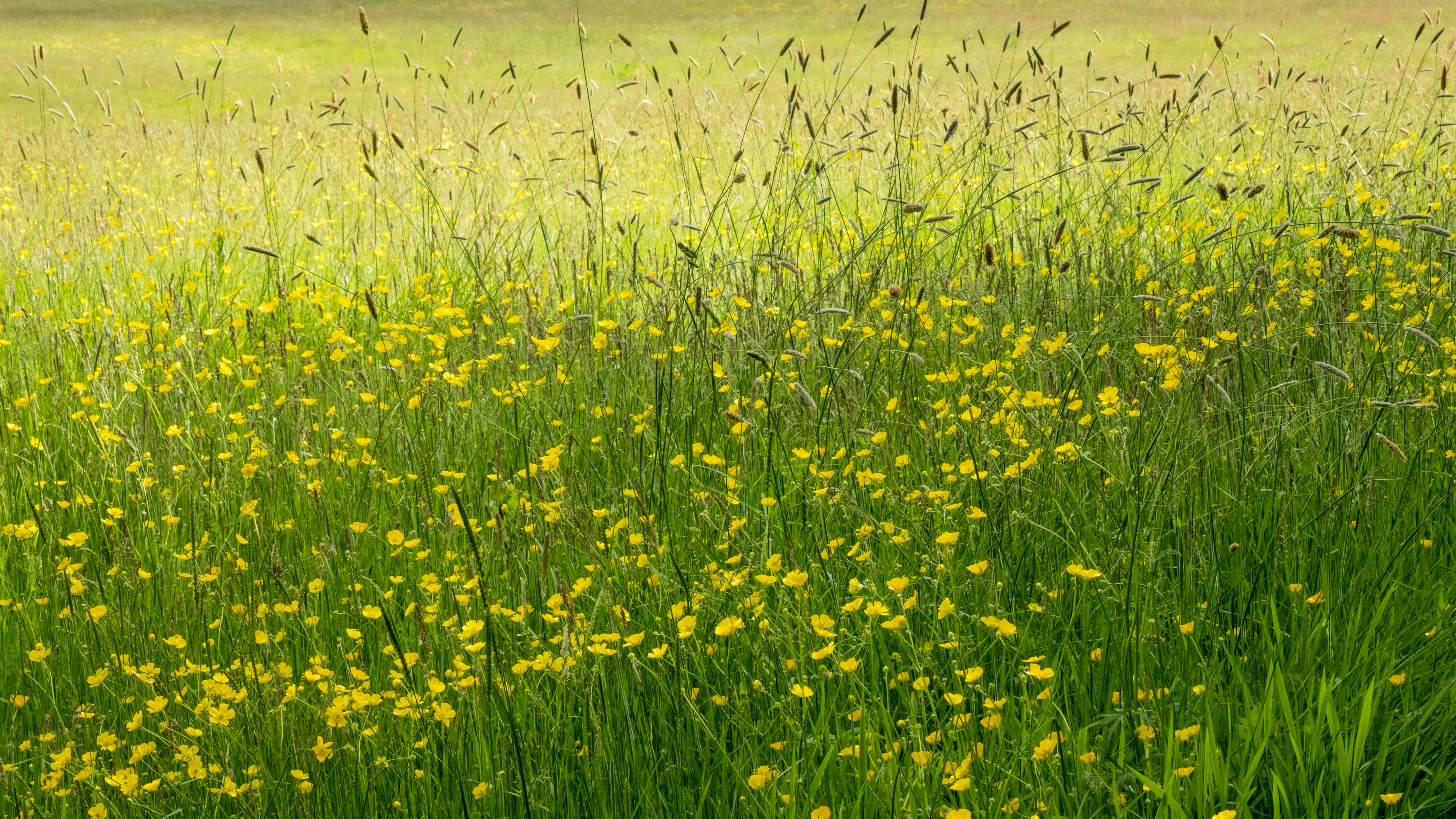 21-July London in Bloom: July’s Silent Splendour Section Image