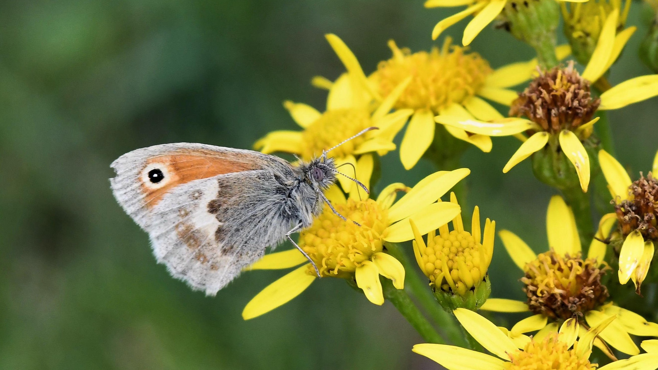 23-July London’s July Butterflies: A Hidden Flutter Section Image