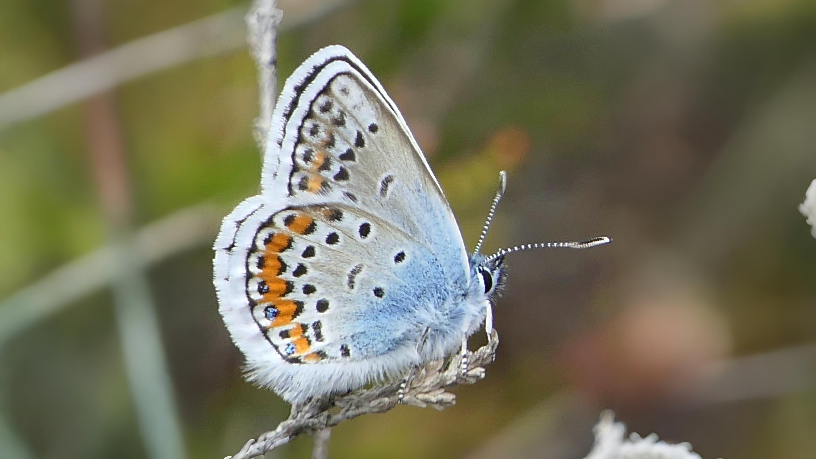 24-July London’s Hidden Jewels: Chasing Rare Butterflies Section Image